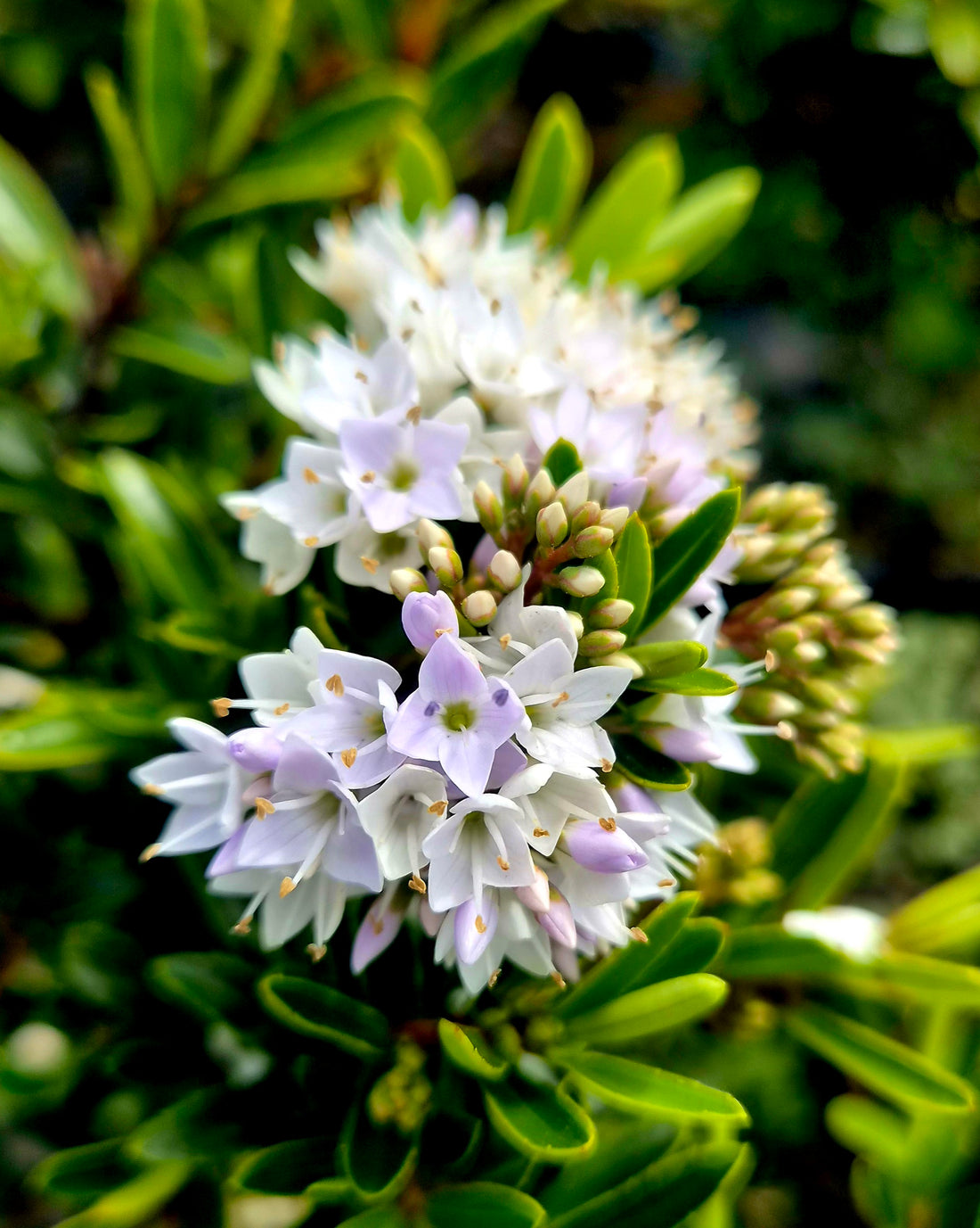 Hebe diosmifolia