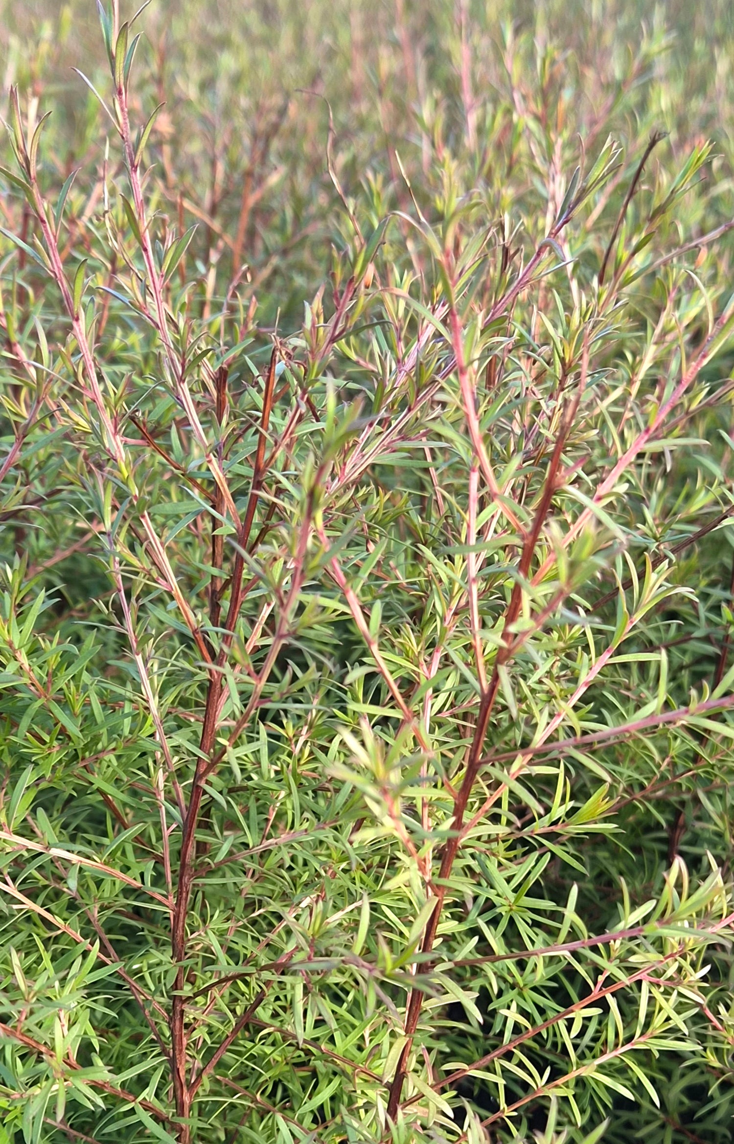 Kunzea linearis, Sand Kānuka