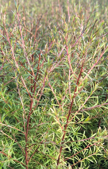 Kunzea linearis, Sand Kānuka