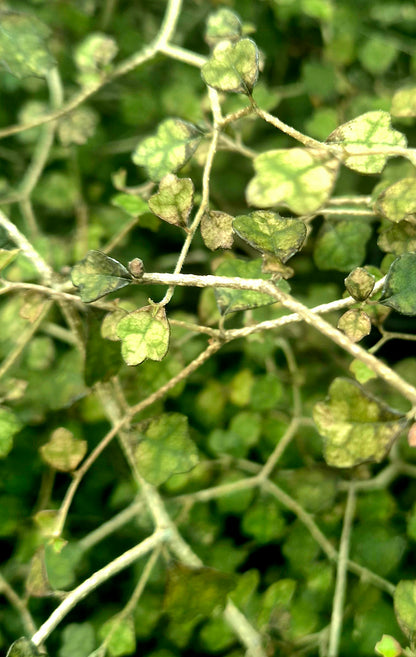 Kaikōmako, Pennantia corymbosa