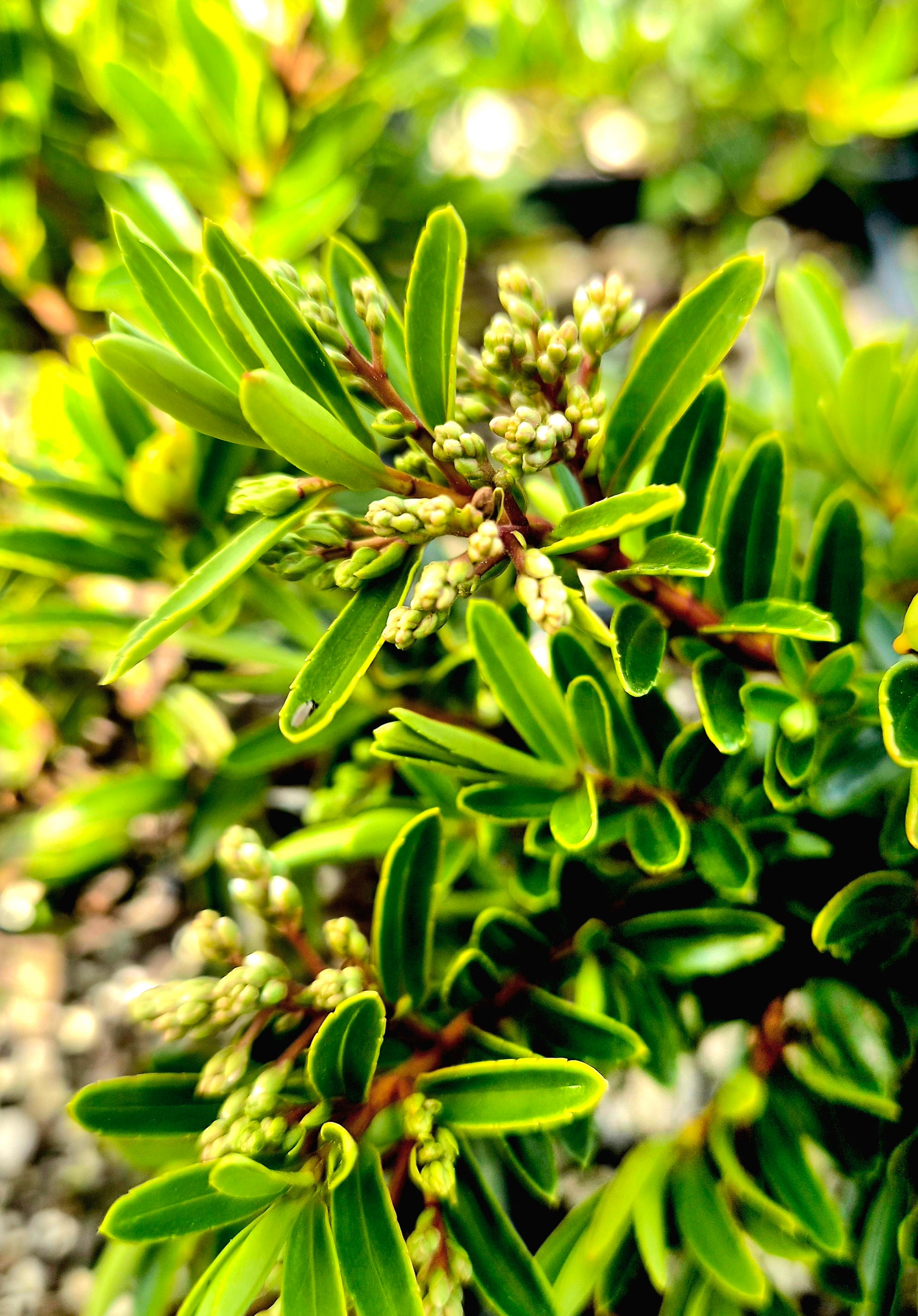Hebe diosmifolia