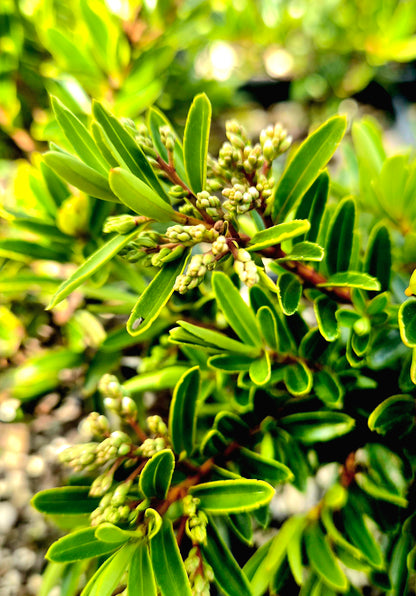 Hebe diosmifolia