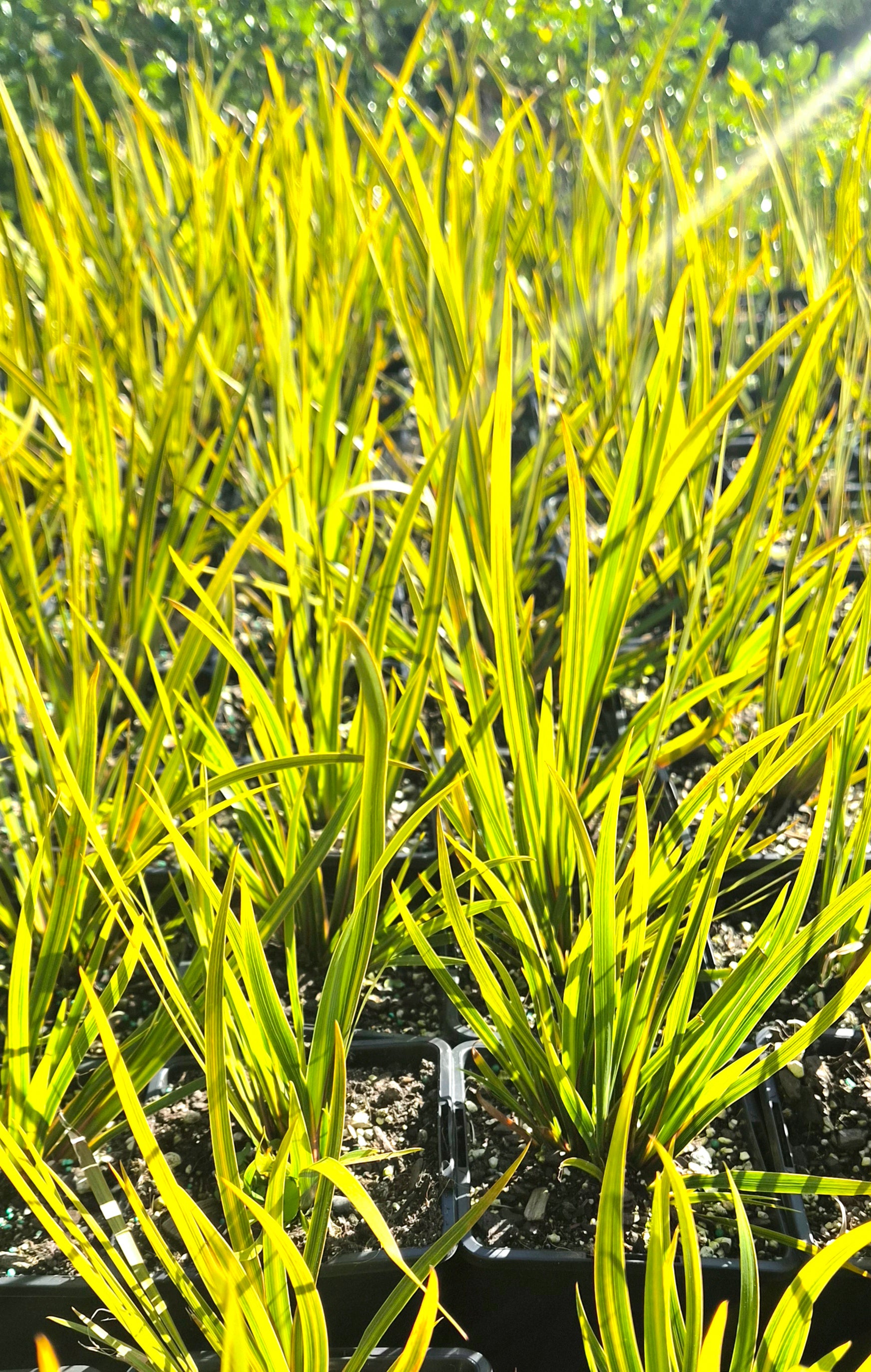 Libertia grandiflora – New Zealand Iris