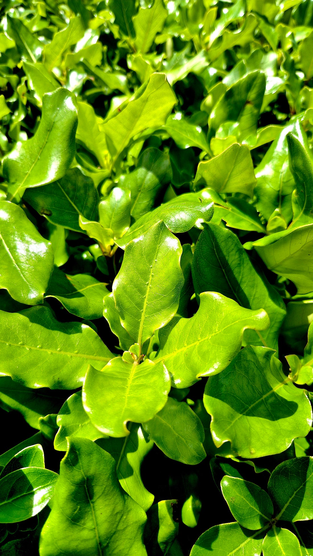 Coprosma macrocarpa, Coastal Karamū