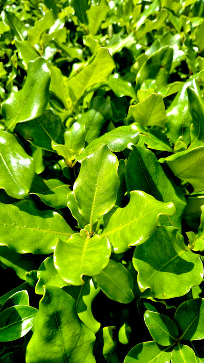 Coprosma macrocarpa, Coastal Karamū