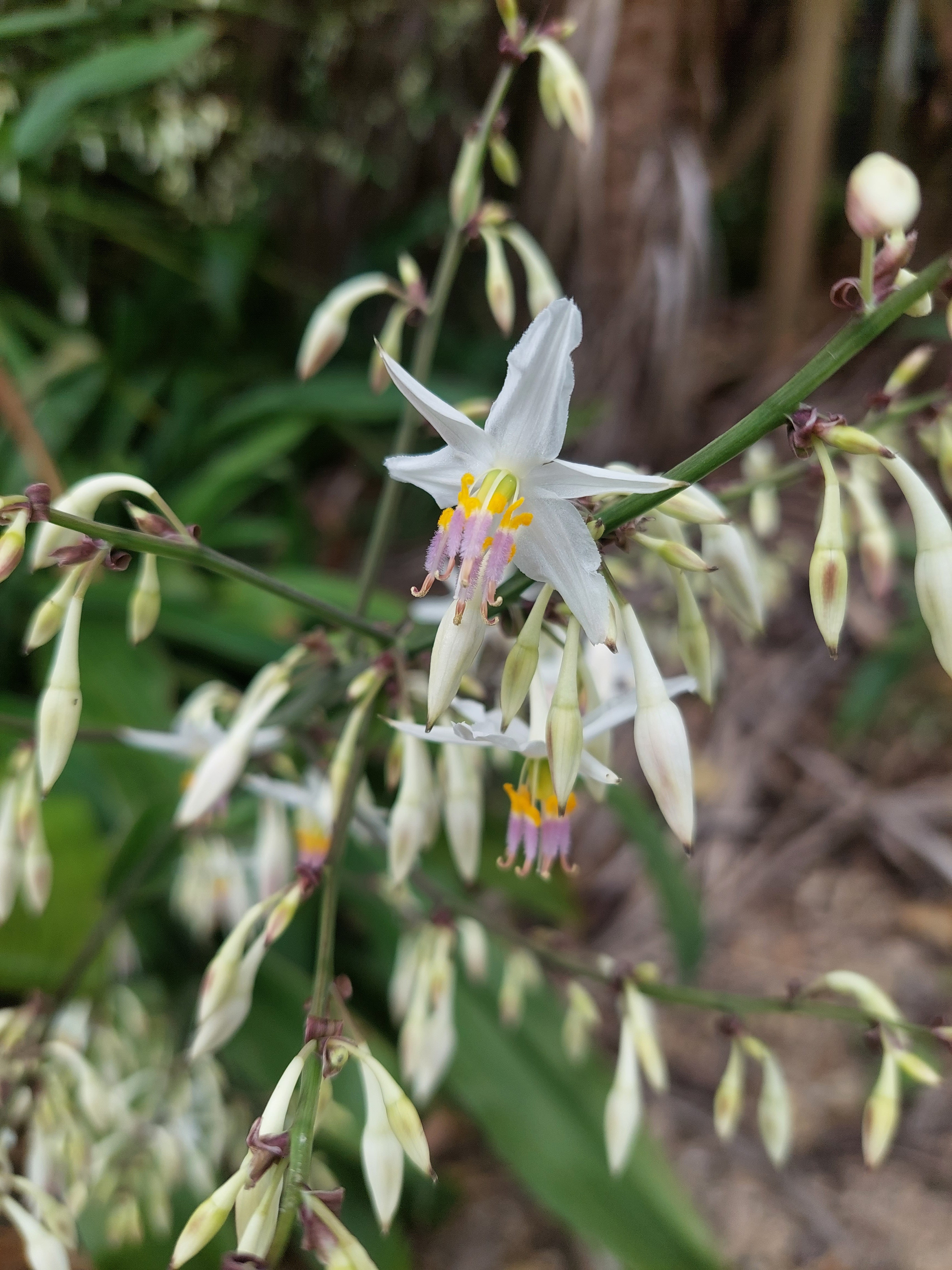 Rengarenga Lily, Arthropodium cirratum