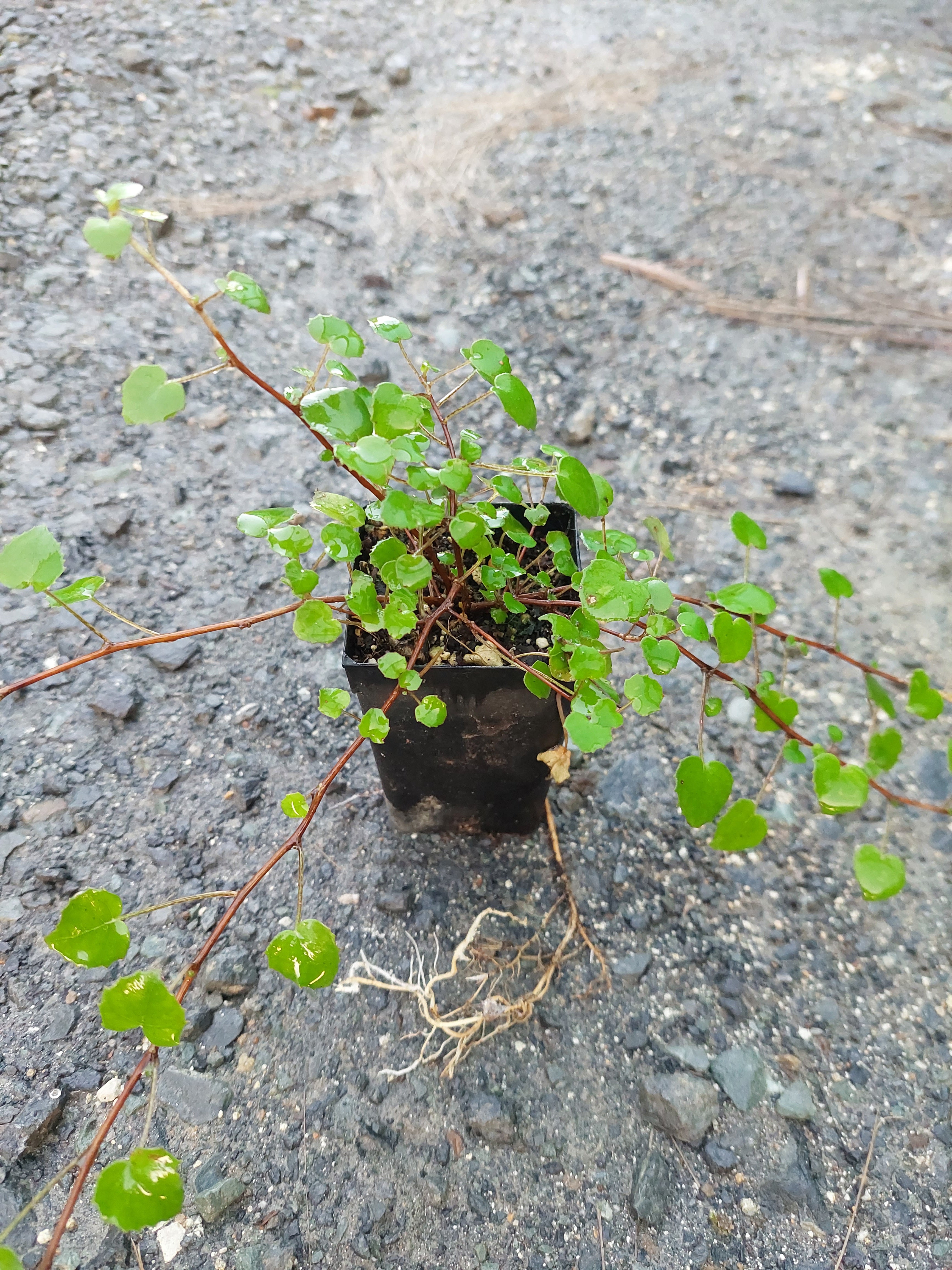 Creeping Fuchsia, Fuchsia procumbens