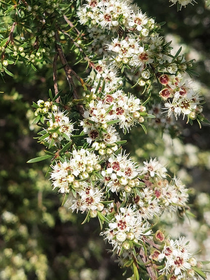 Kānuka, Kunzea robusta