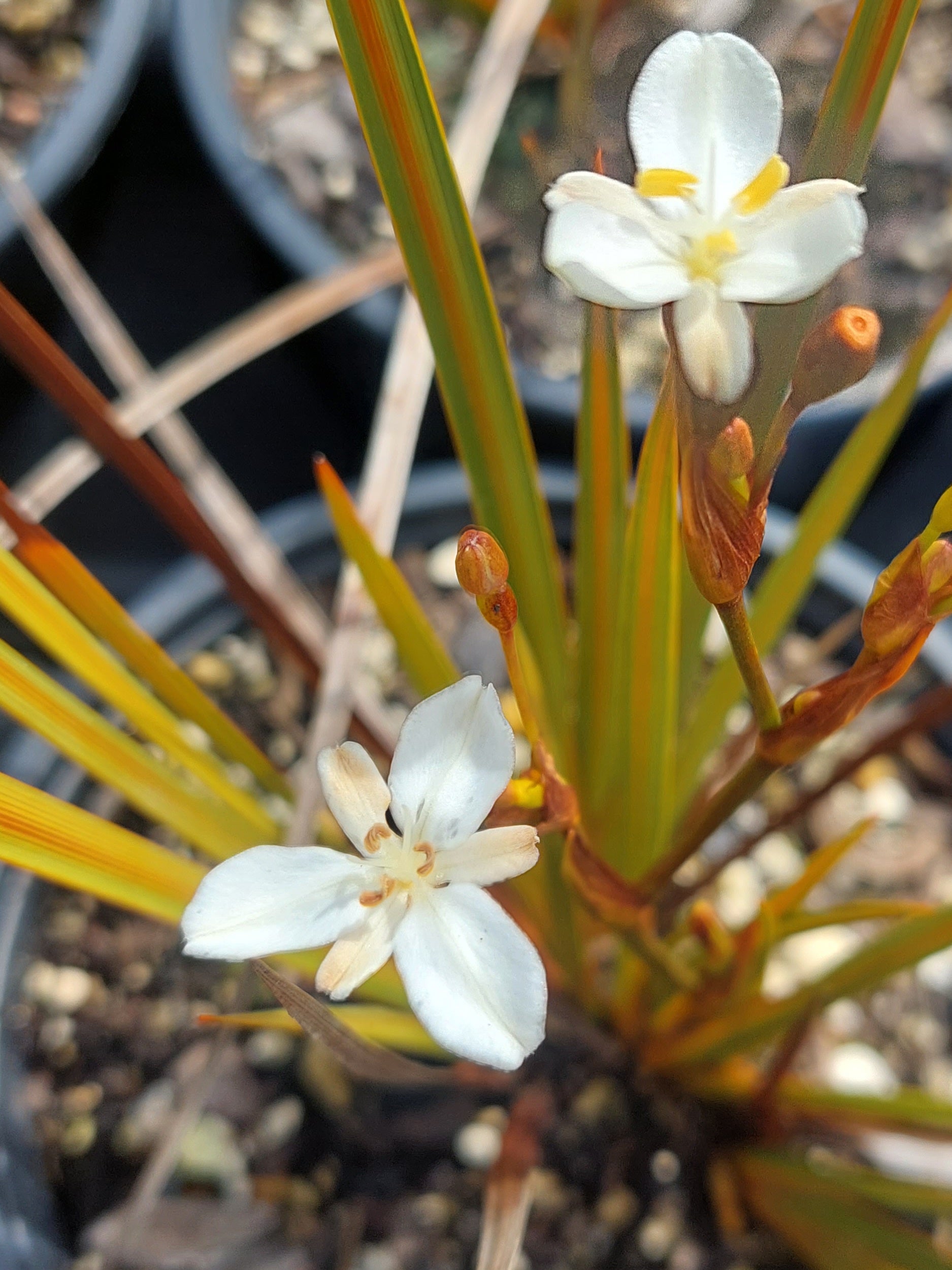 Mikoikoi, NZ Iris, Libertia peregrinnans