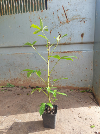 Houpara, Coastal Five Finger, Pseudopanax lessonii