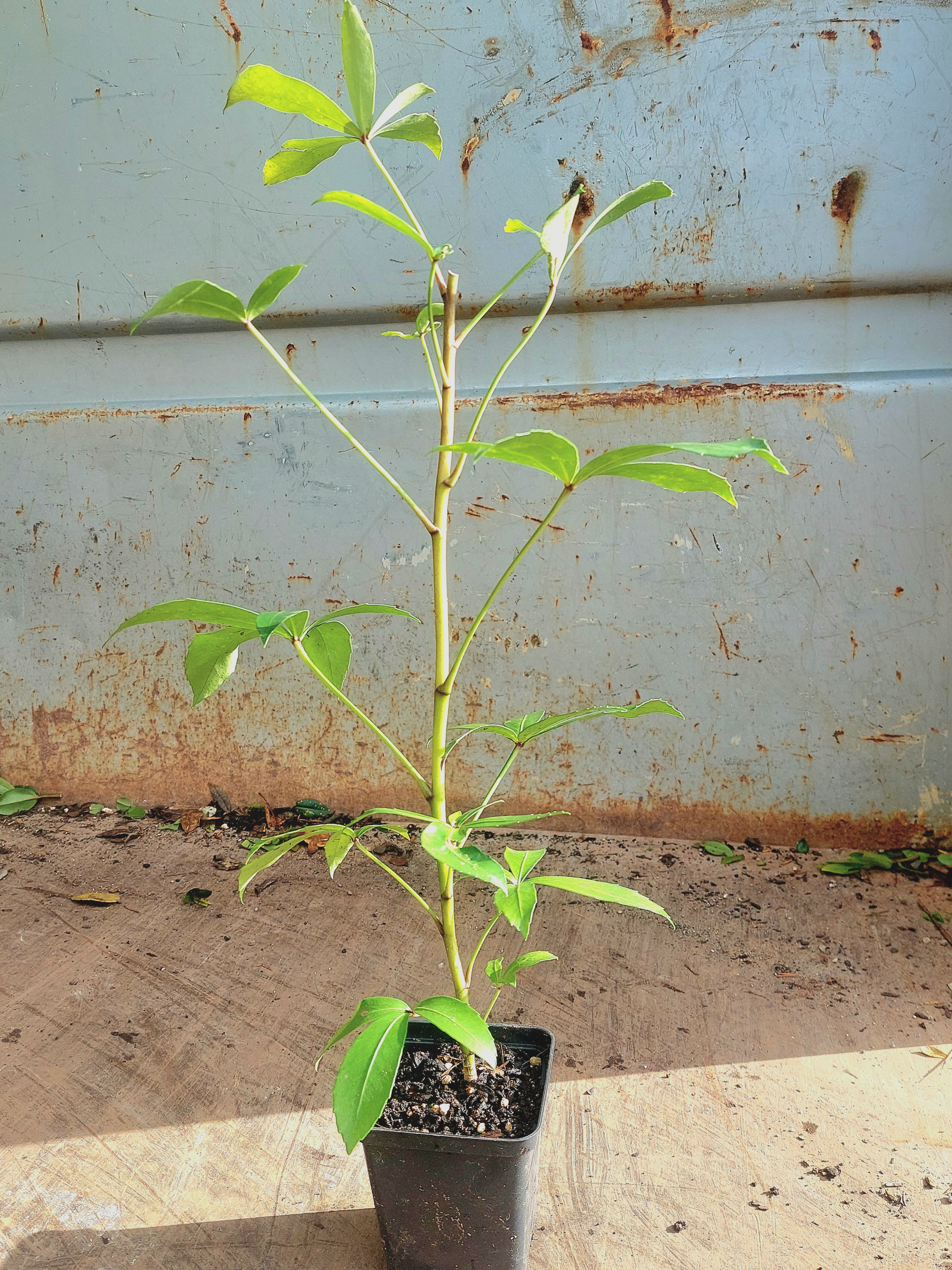 Houpara, Coastal Five Finger, Pseudopanax lessonii