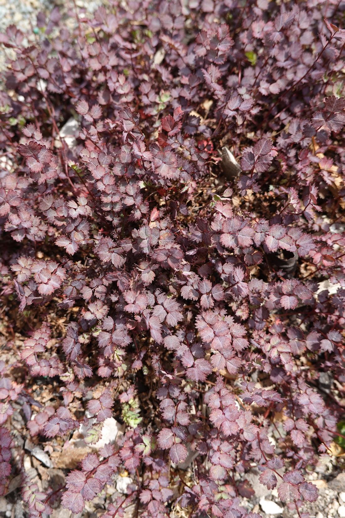 Purple Bidibidi, Acaena inermis purpurea
