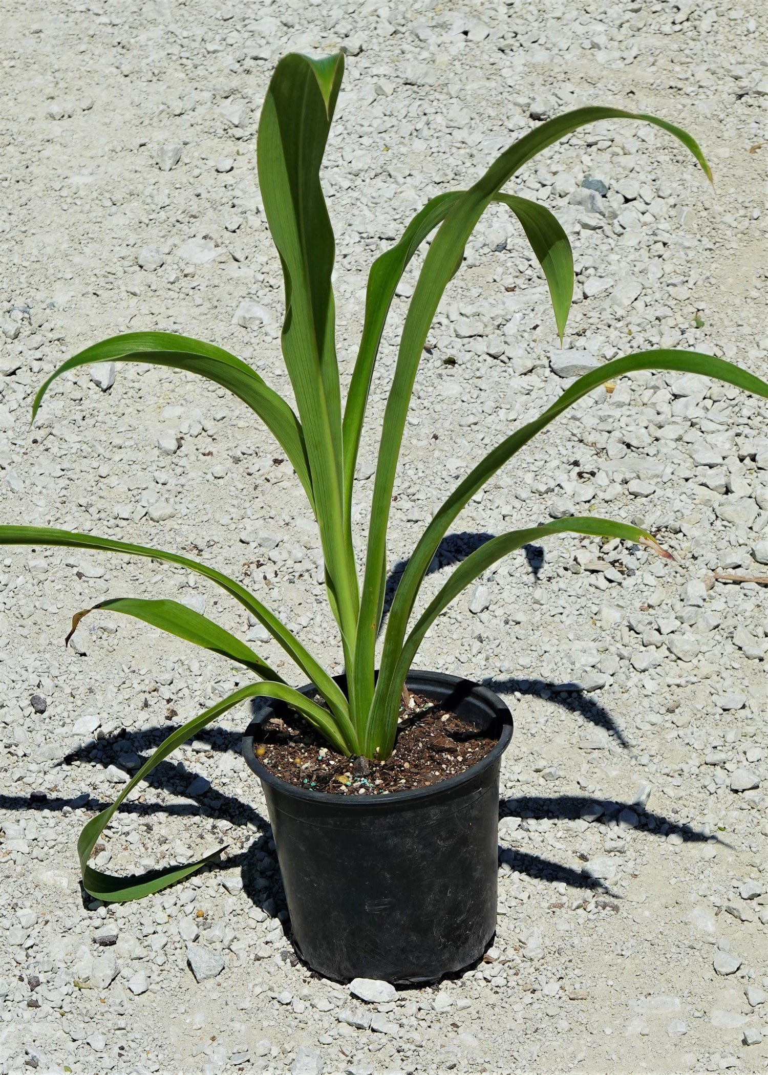 Rengarenga Lily, Arthropodium cirratum