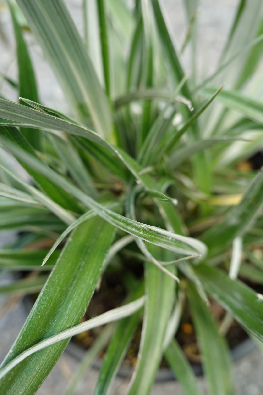 Wharawhara, Astelia banksii