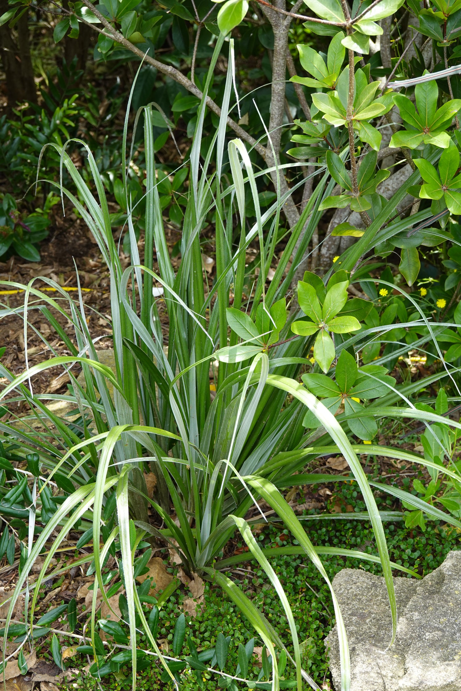 Wharawhara, Astelia banksii