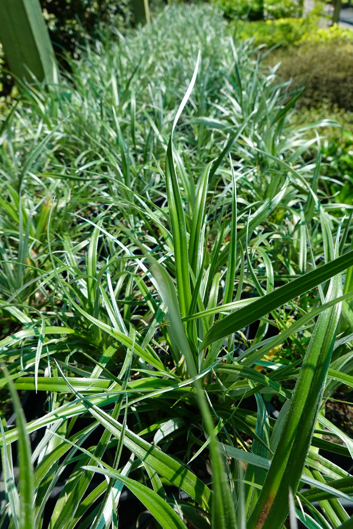 Wharawhara, Astelia banksii