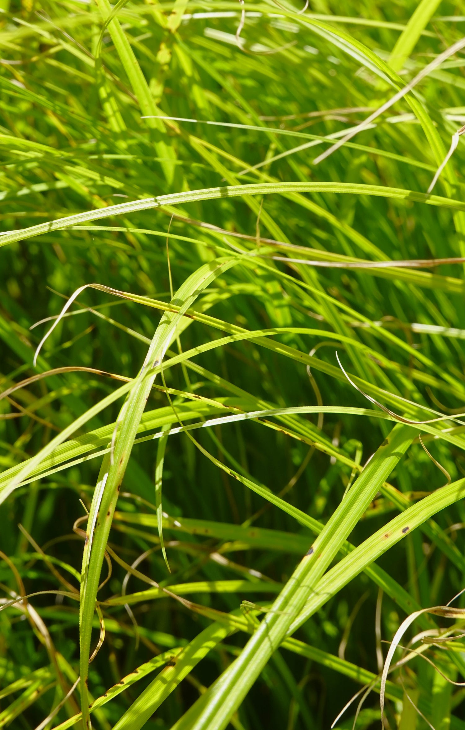 Forest sedge, Carex dissita