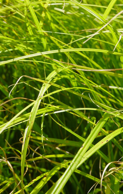 Forest sedge, Carex dissita