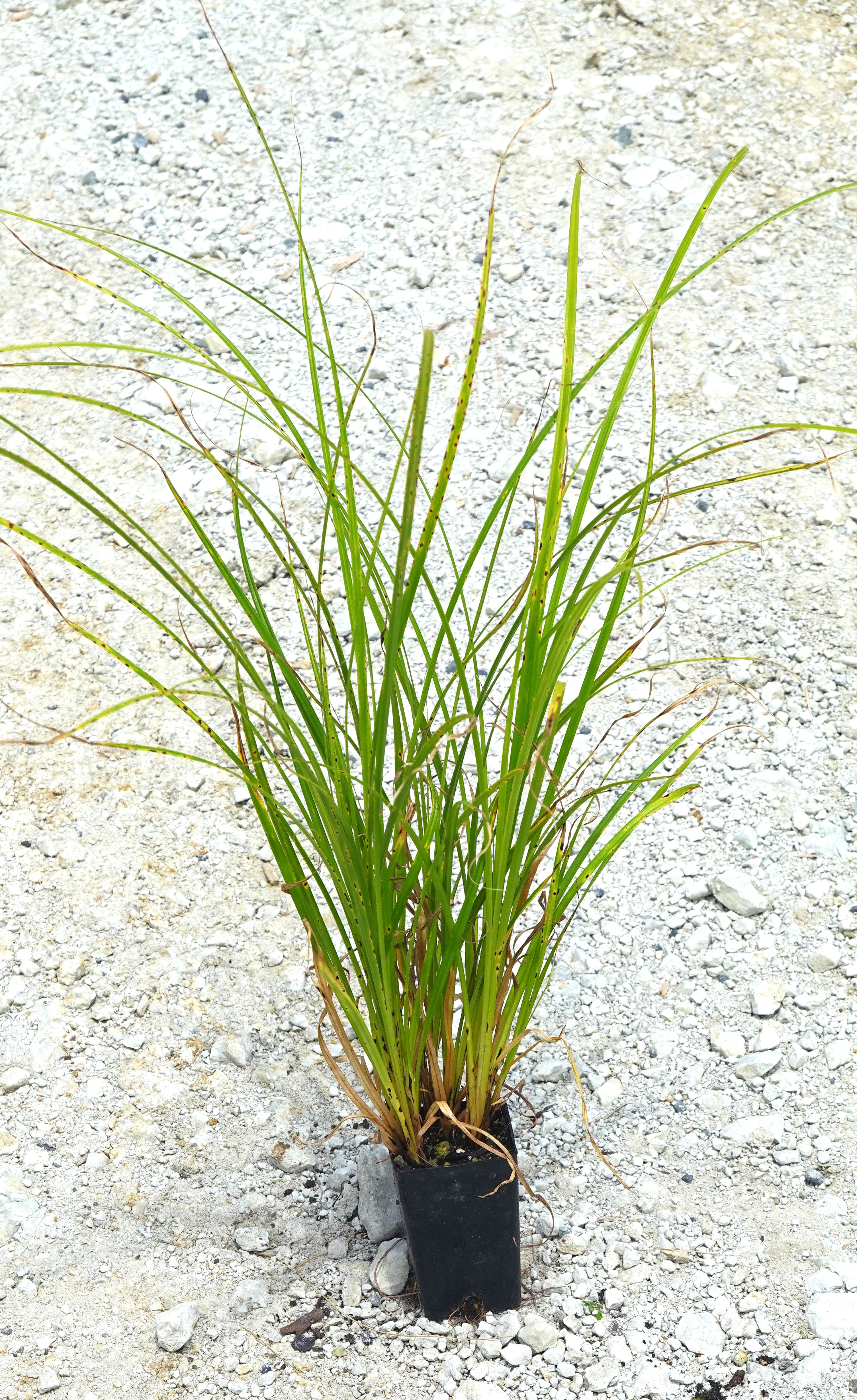 Forest sedge, Carex dissita