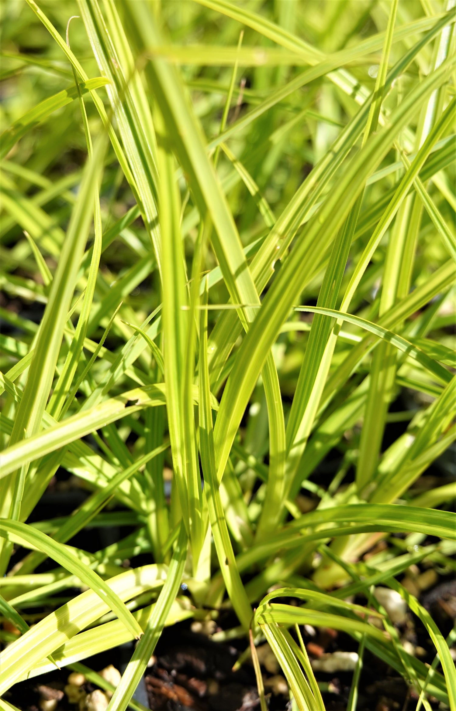 Carex lessoniana, Rautahi