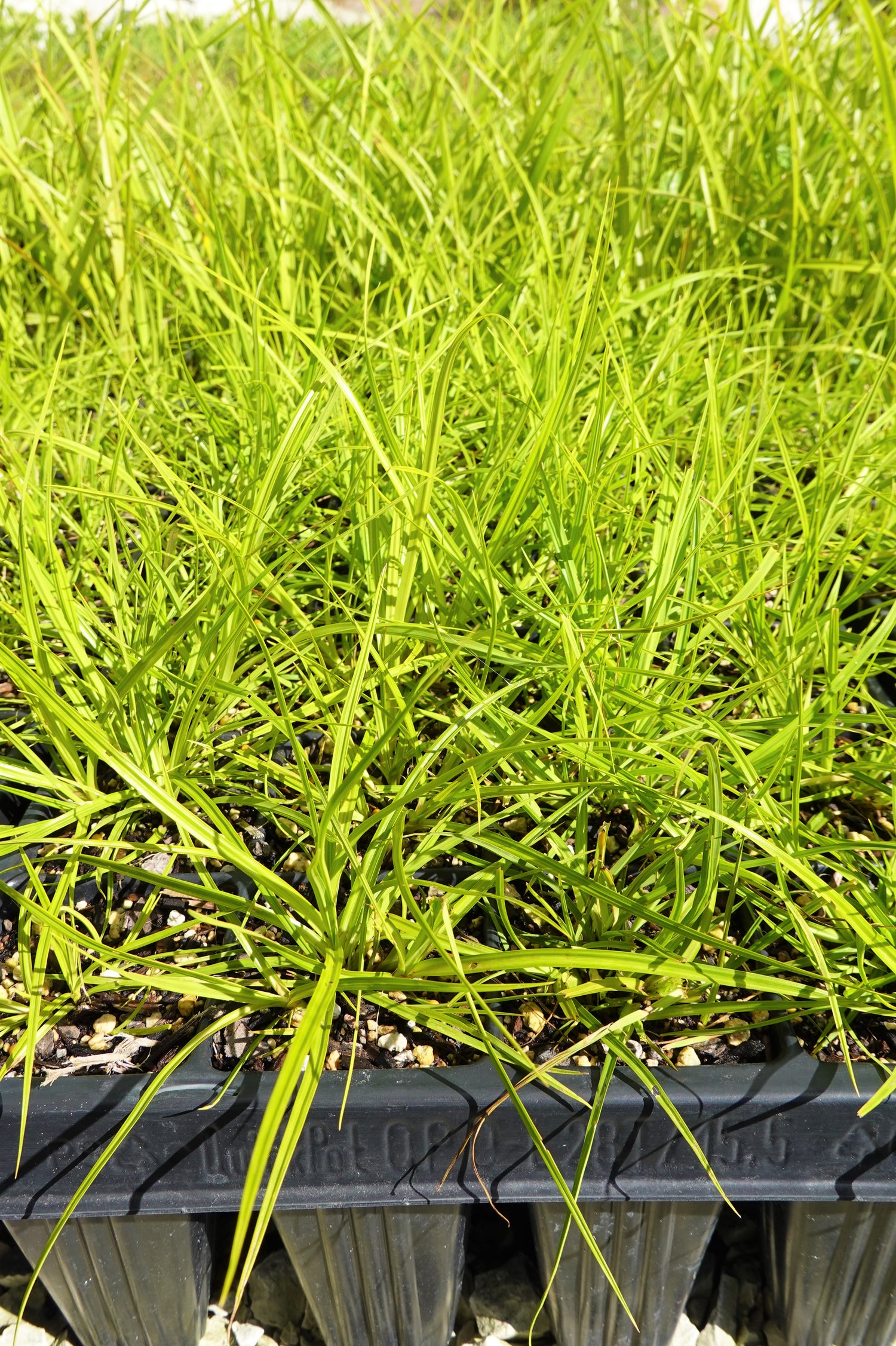 Carex lessoniana, Rautahi