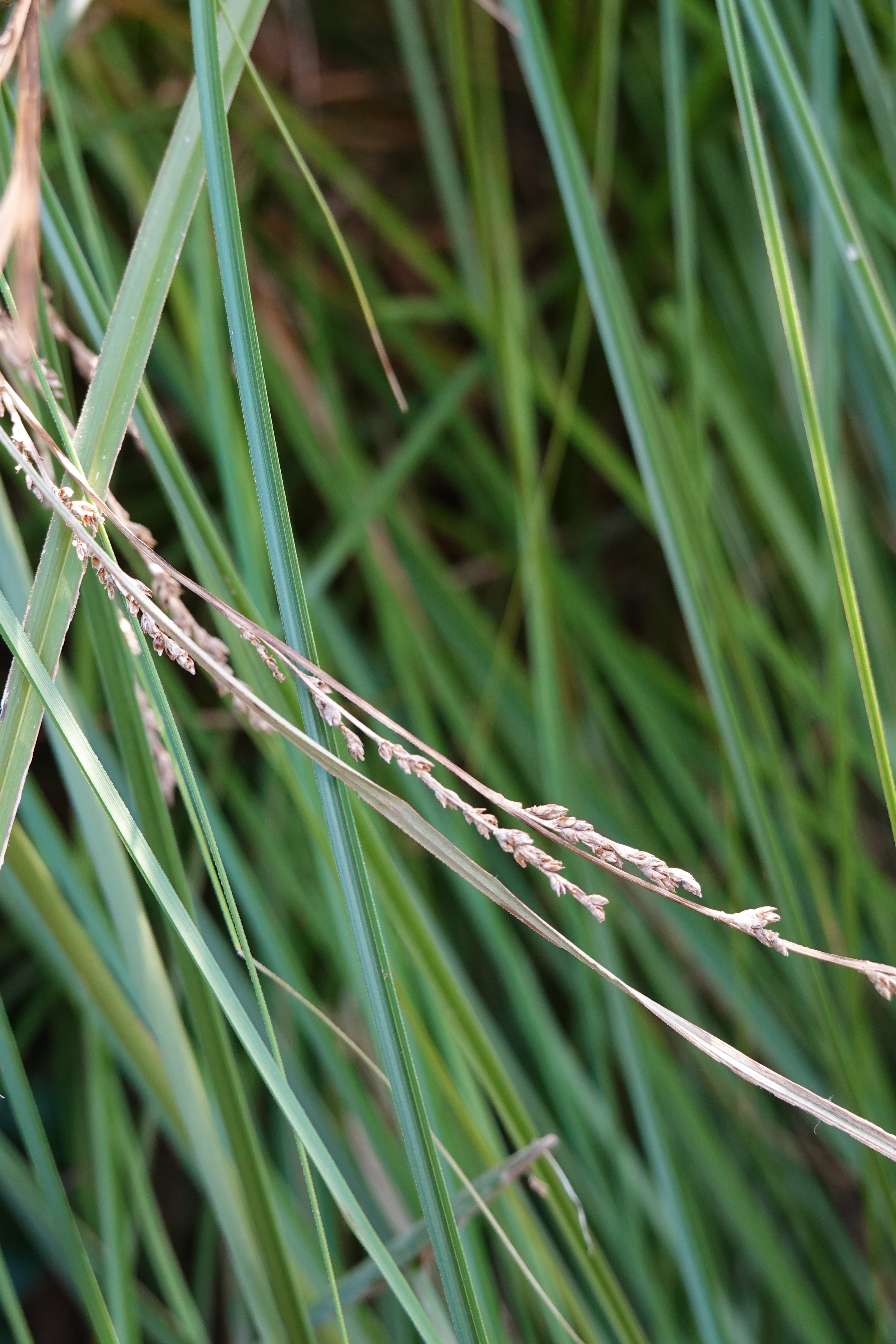 Purei, Pukio, Carex secta