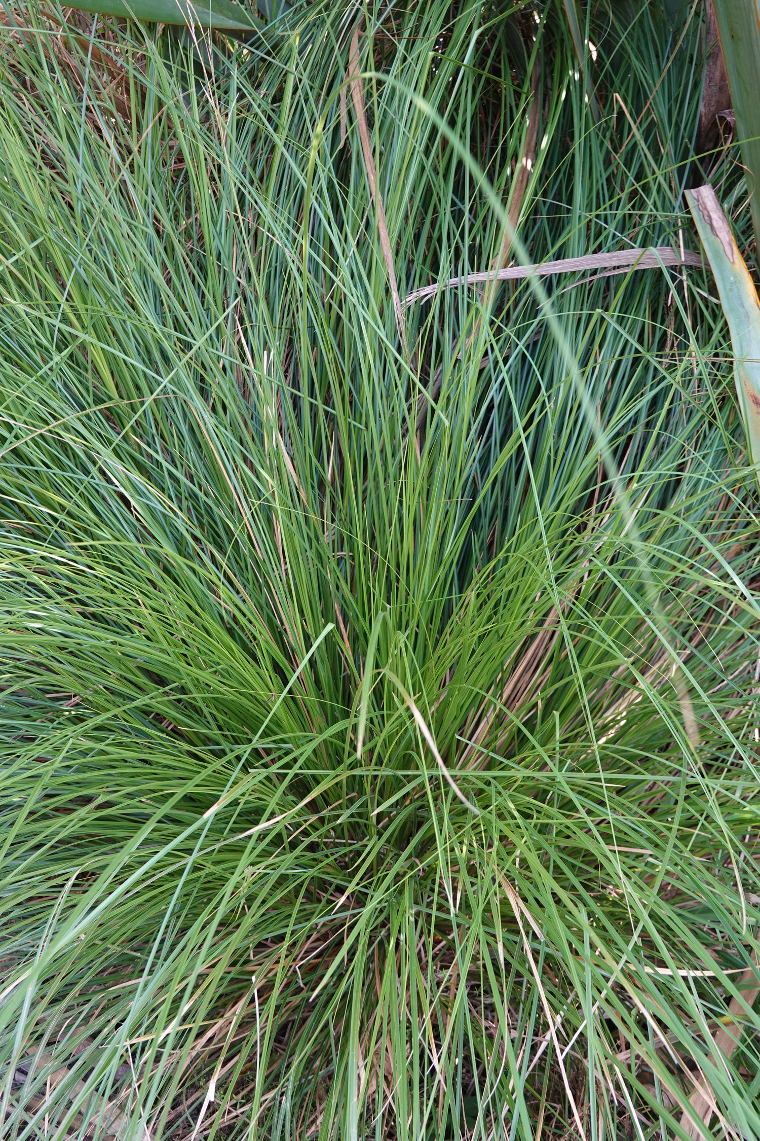 Purei, Pukio, Carex secta