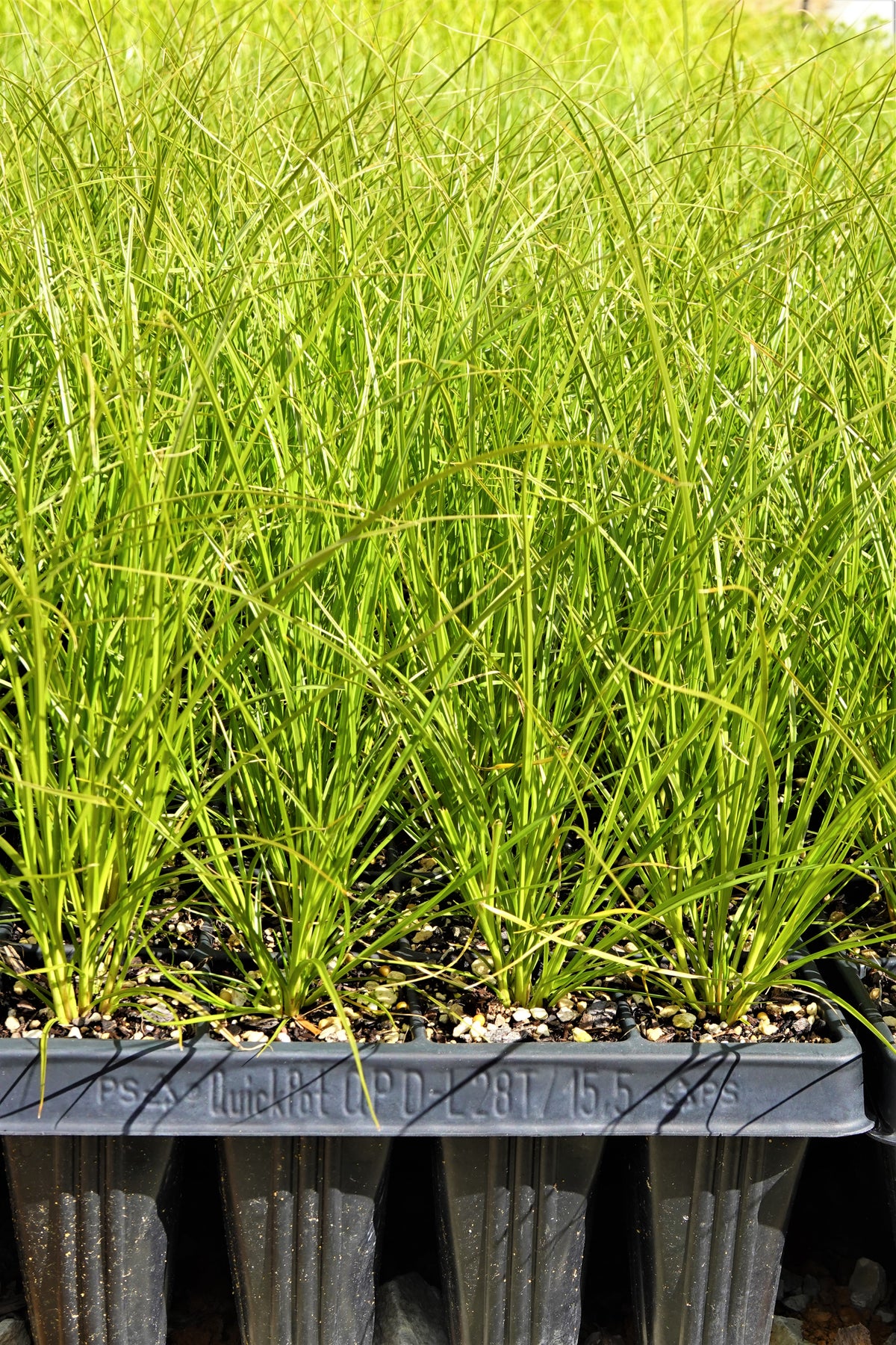 Purei, Pukio, Carex secta – Mangawhai Natives