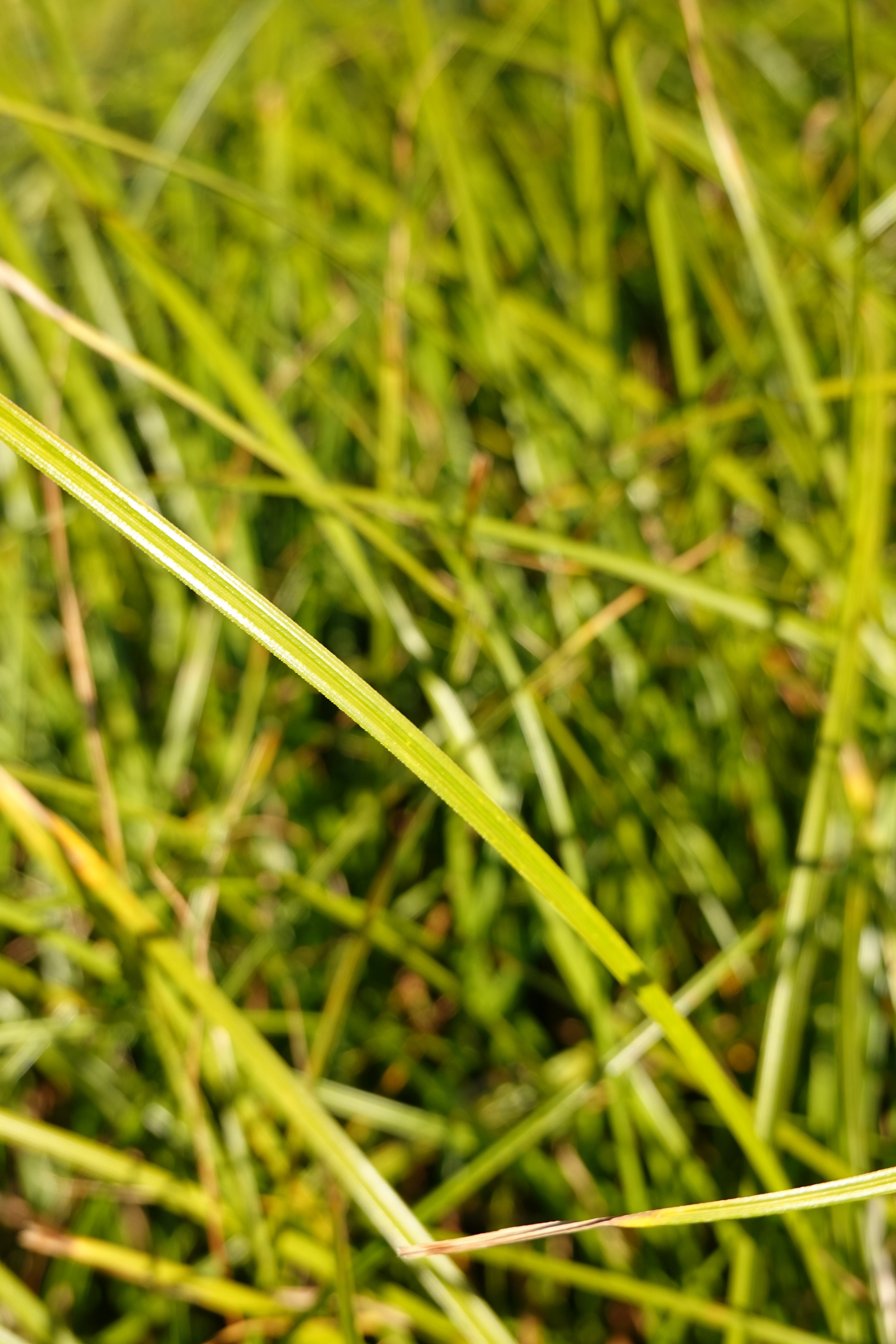 Carex testacea Green