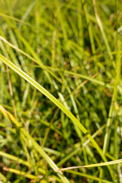 Carex testacea Green