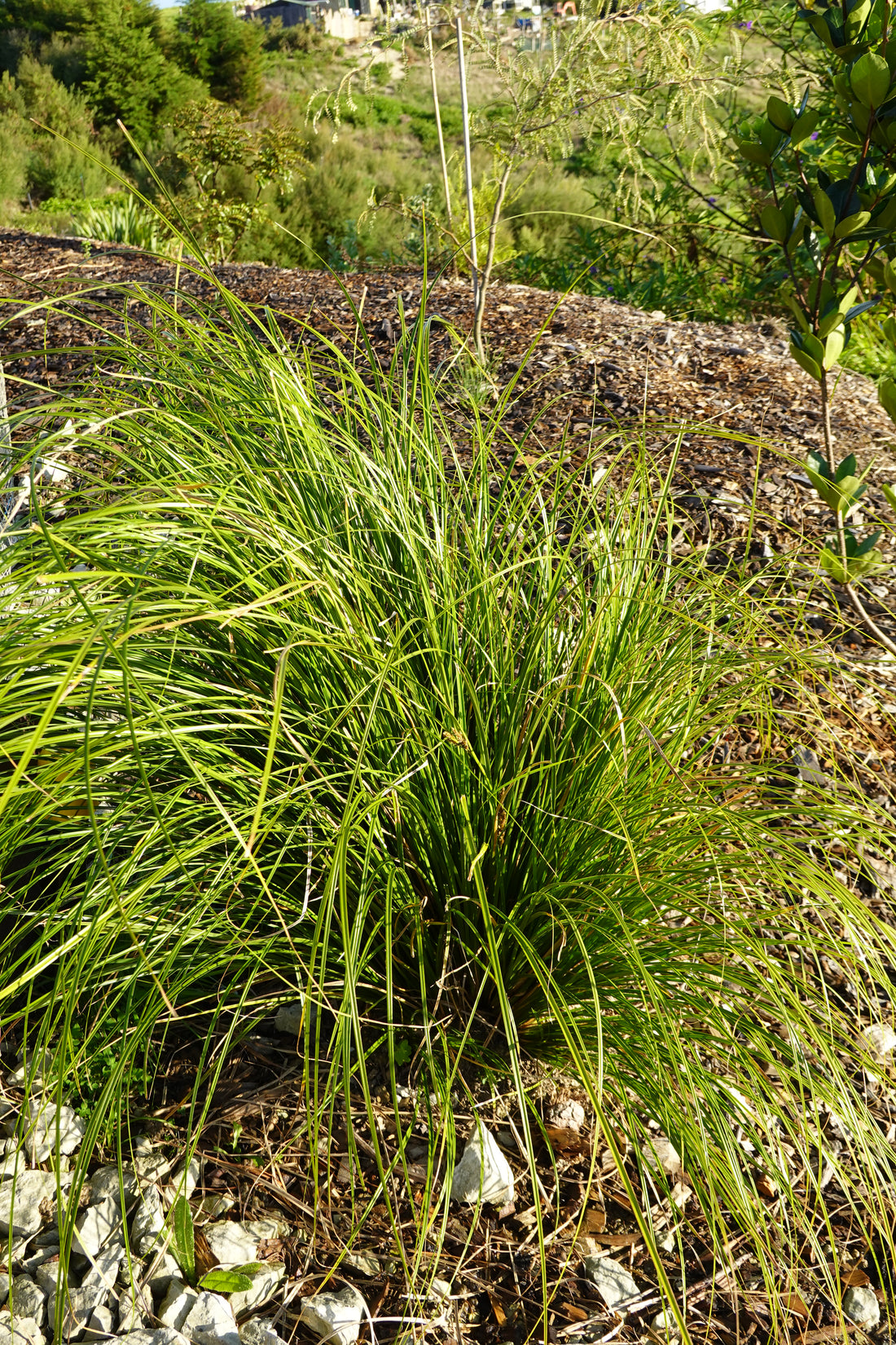 Carex testacea Green