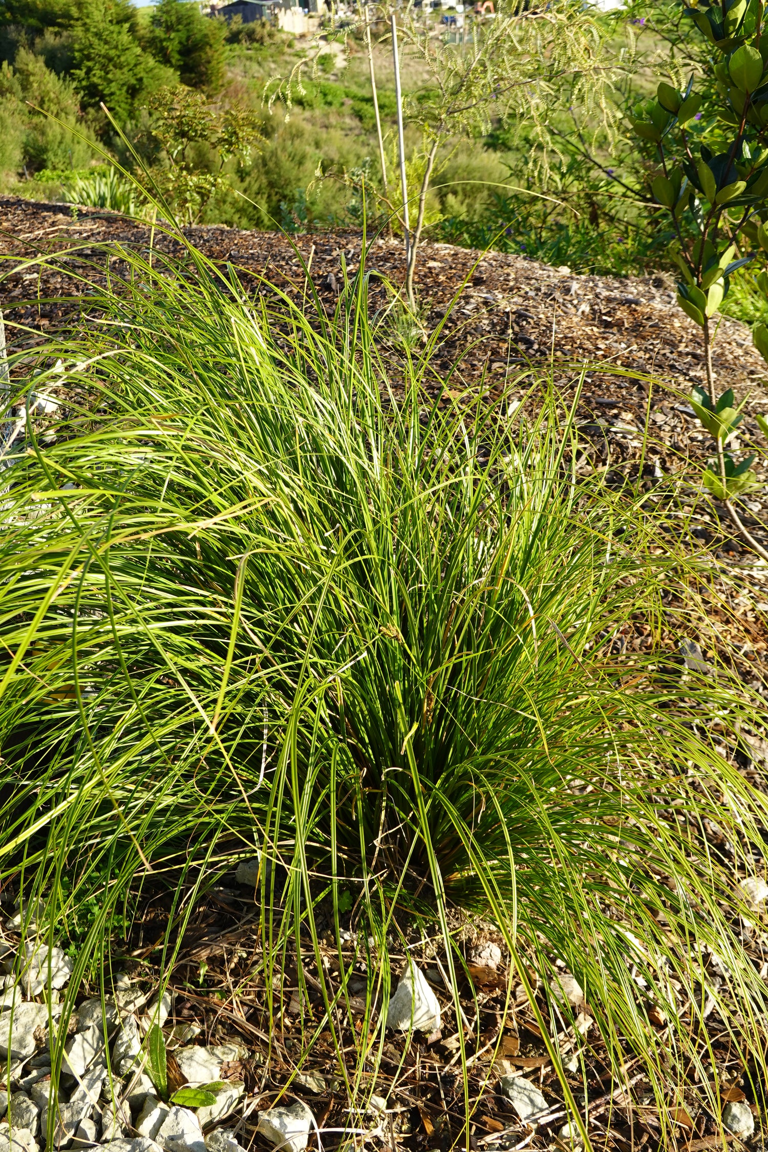 Carex testacea Green