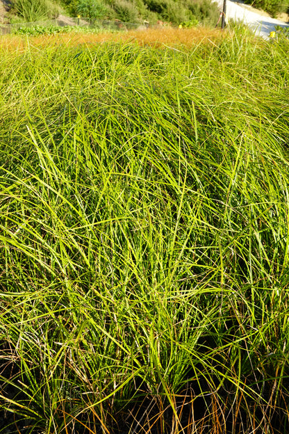 Carex testacea Green