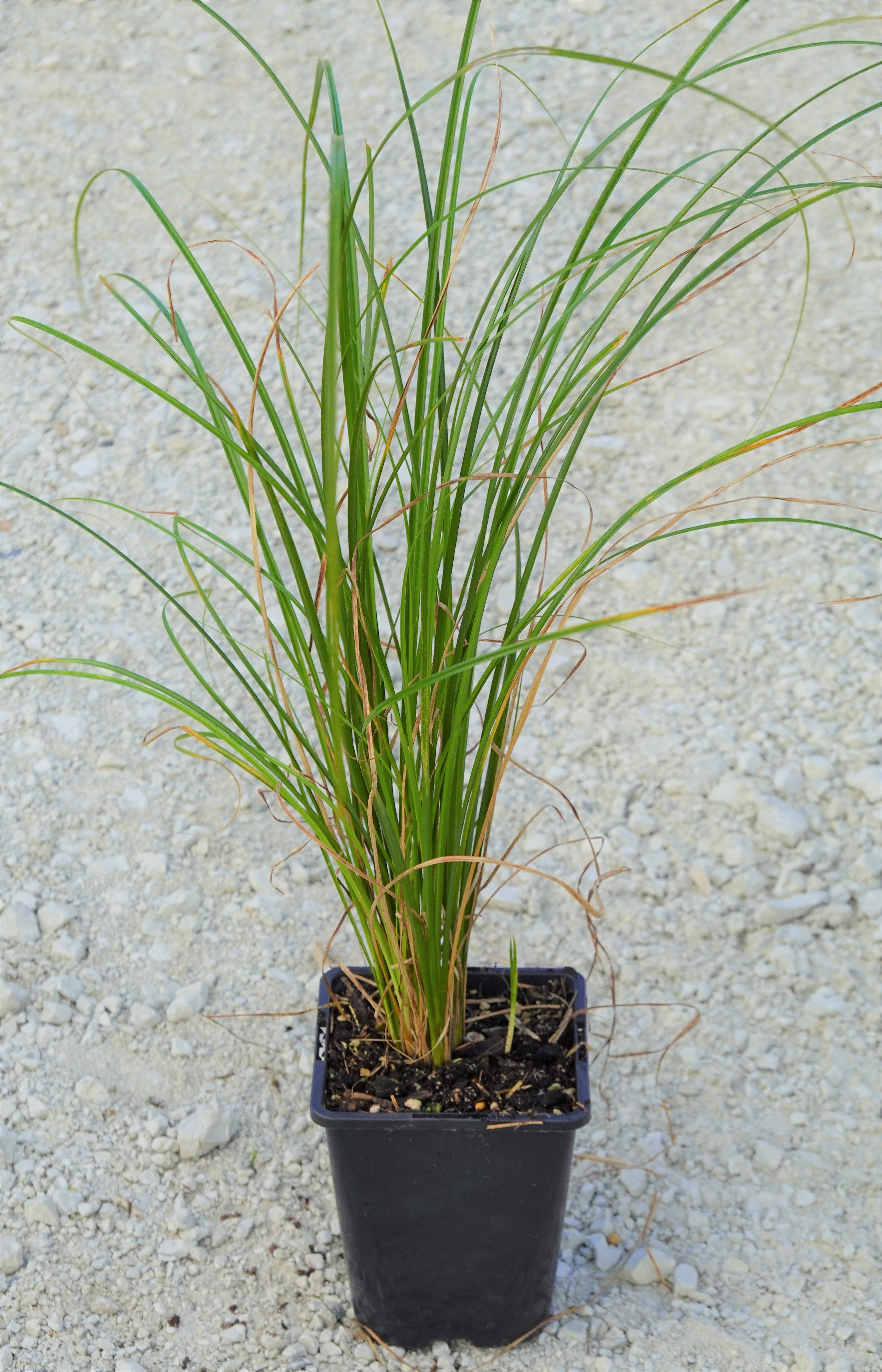 Carex testacea Green