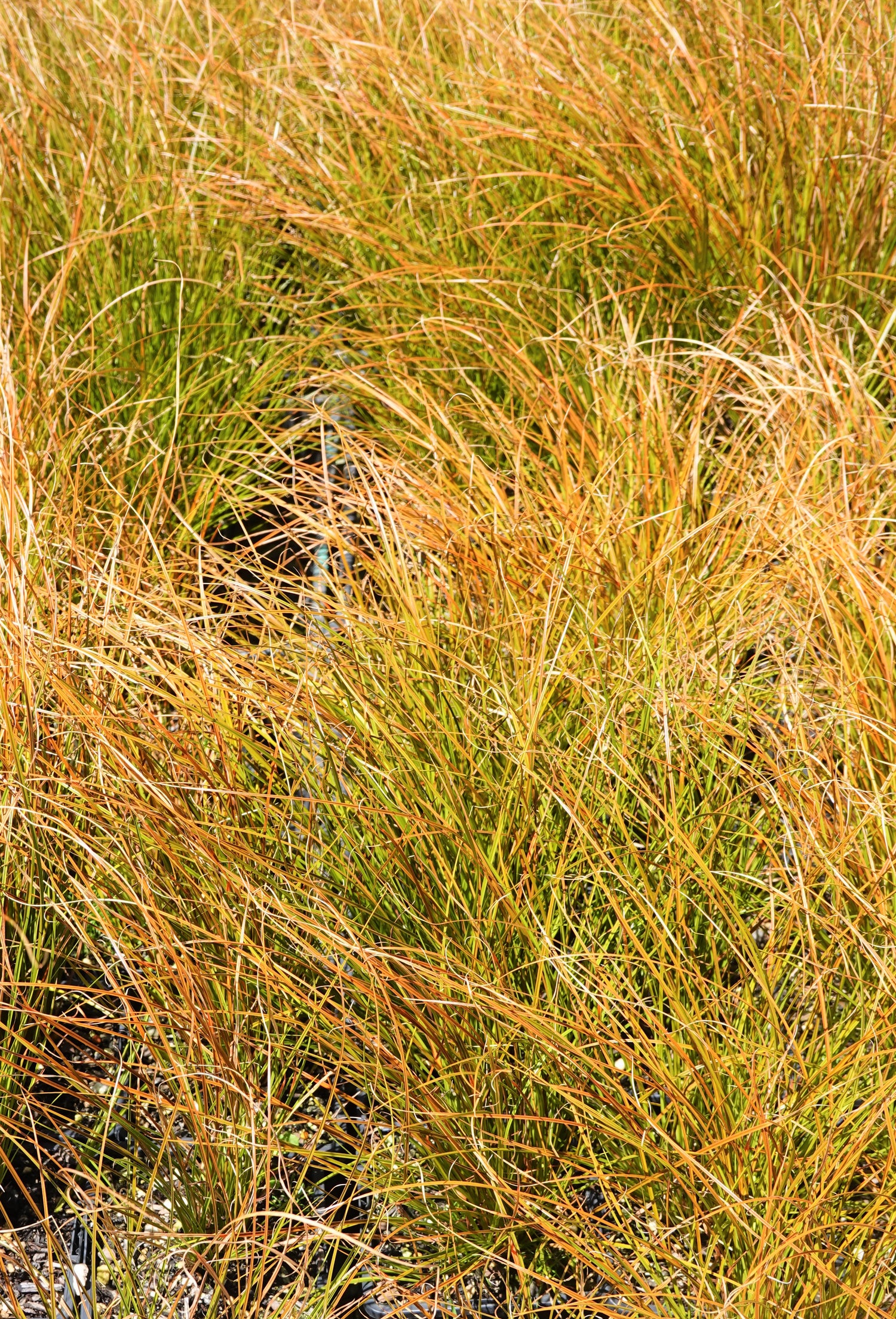 Carex testacea