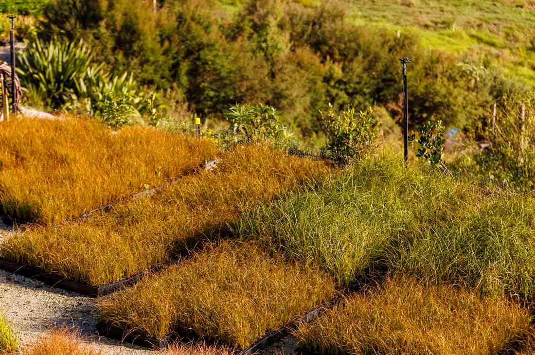 Carex testacea