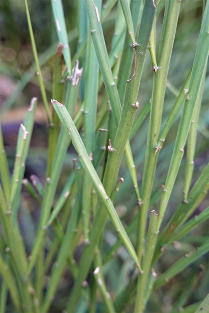 Native Broom, Mākaka, Carmichaelia australis