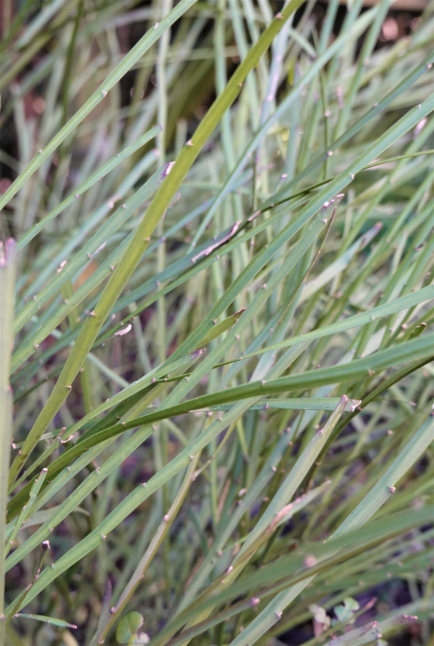 Native Broom, Mākaka, Carmichaelia australis