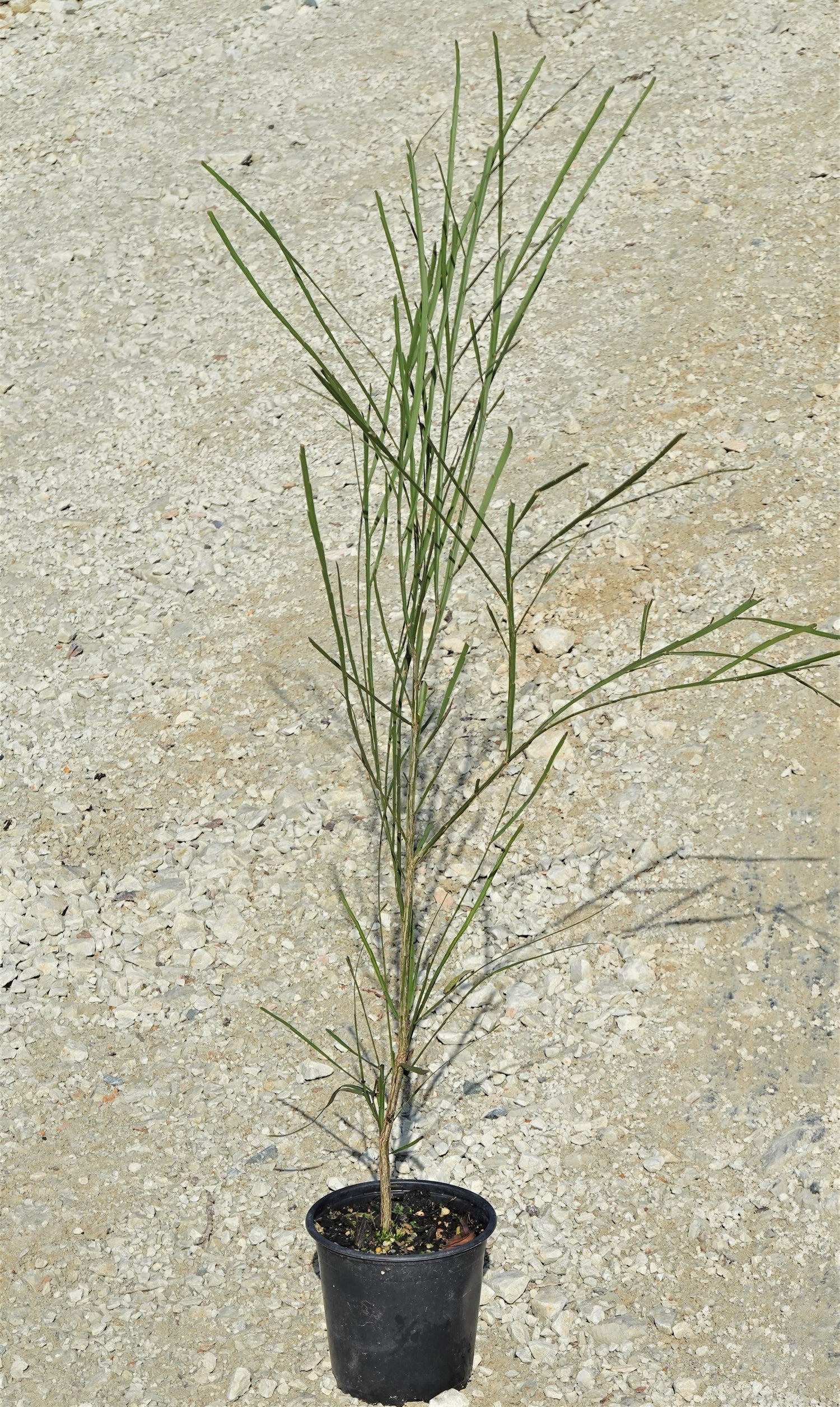 Native Broom, Mākaka, Carmichaelia australis