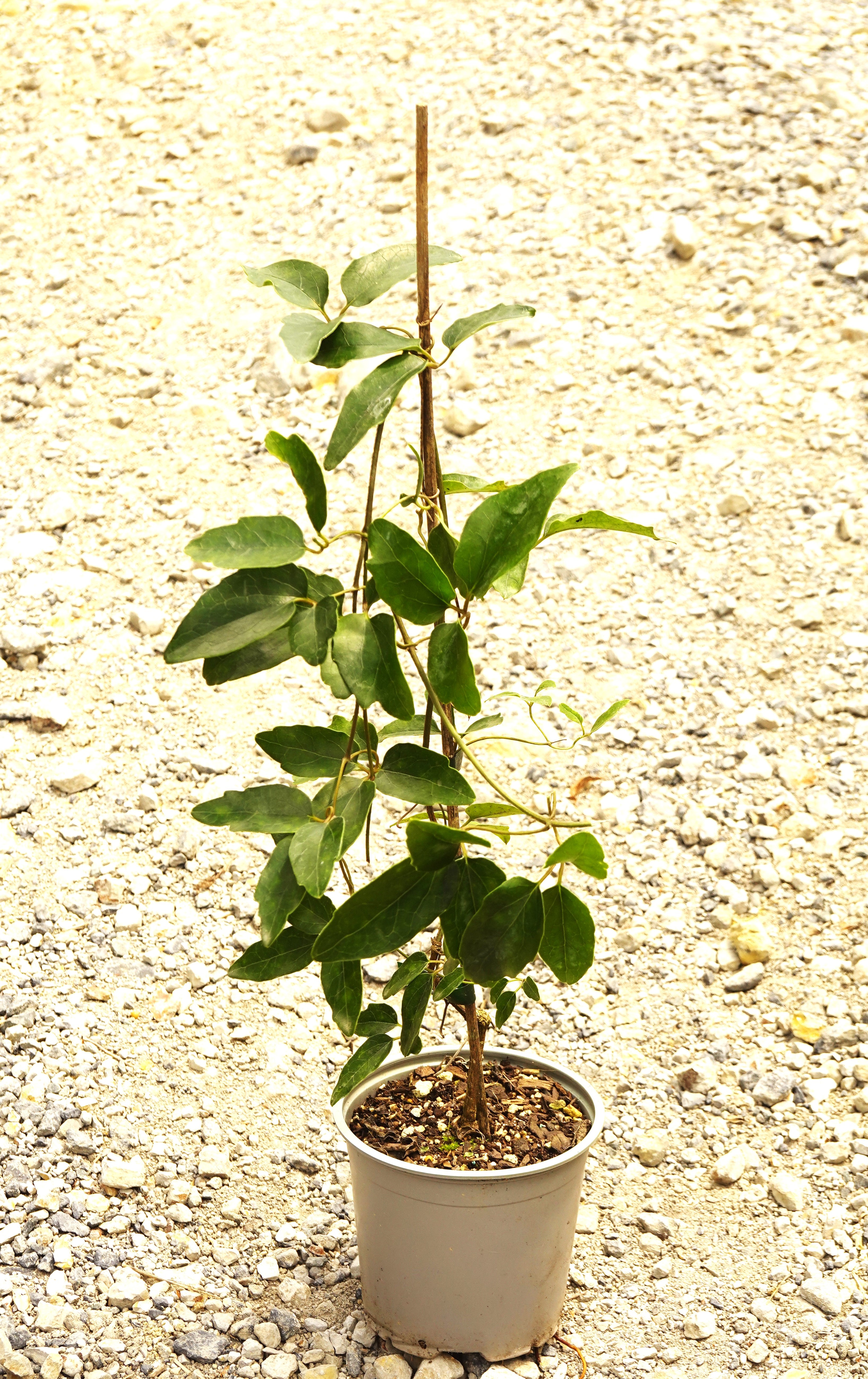 Puawhananga, Clematis paniculata