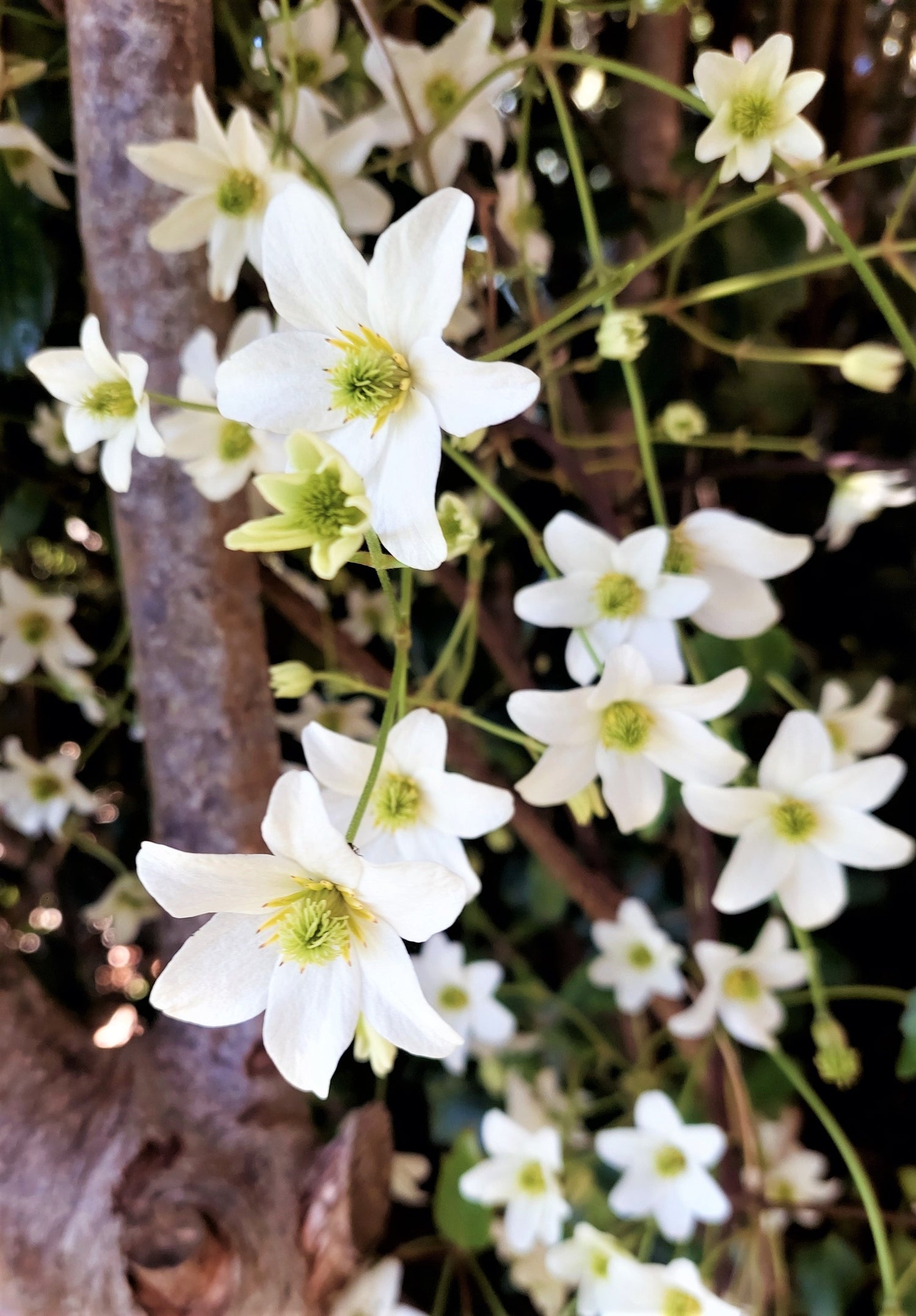 Puawhananga, Clematis paniculata