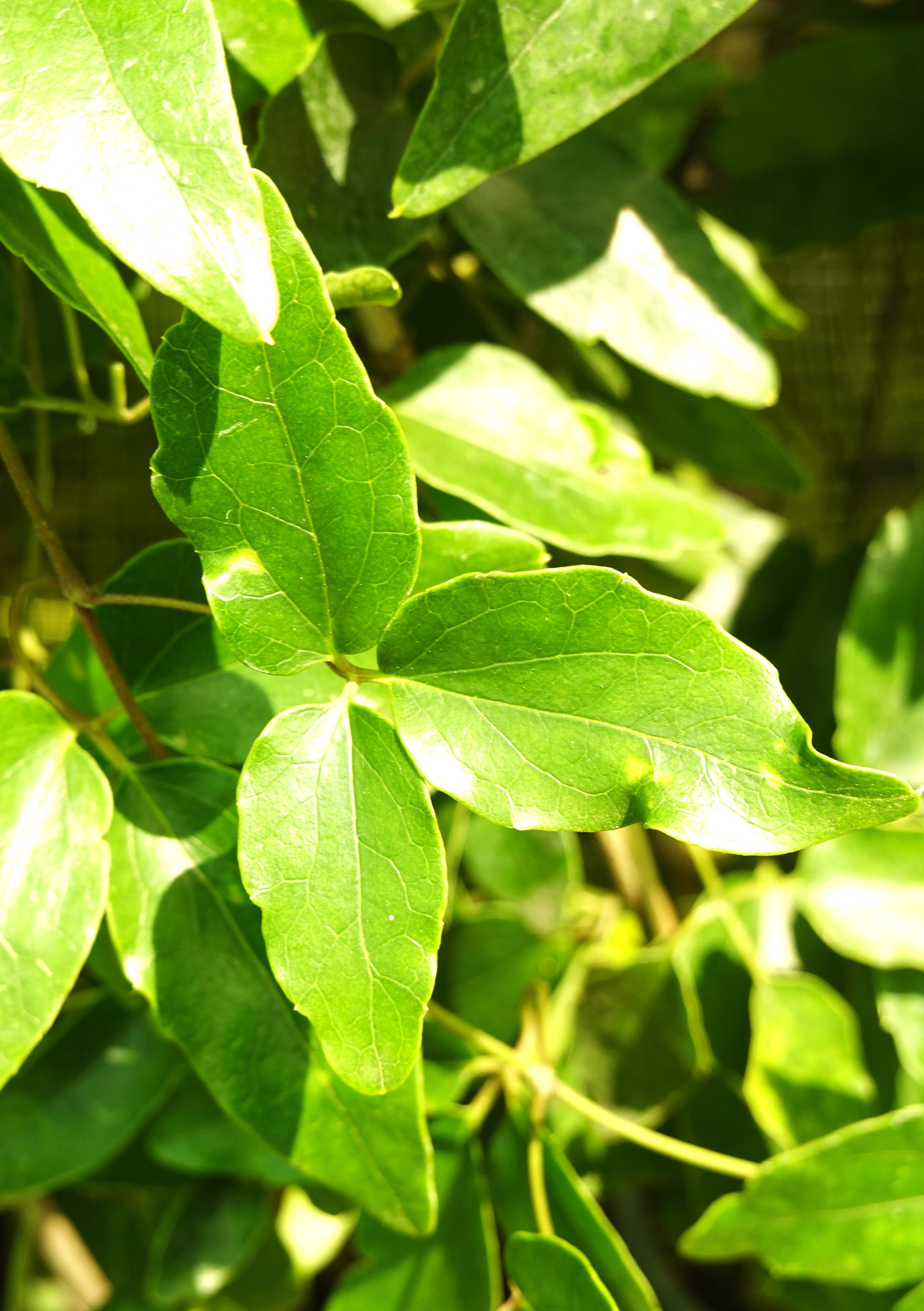 Puawhananga, Clematis paniculata