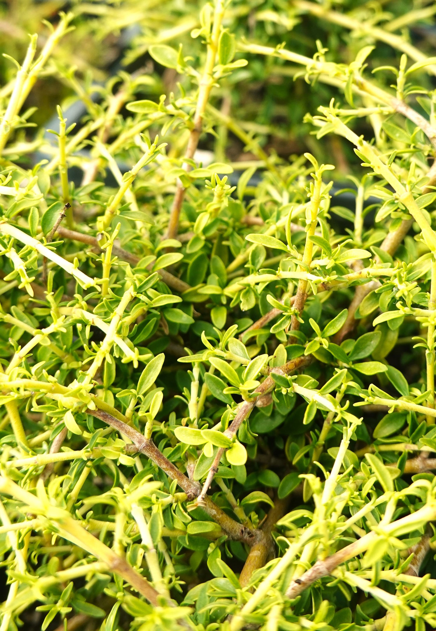 Coprosma &