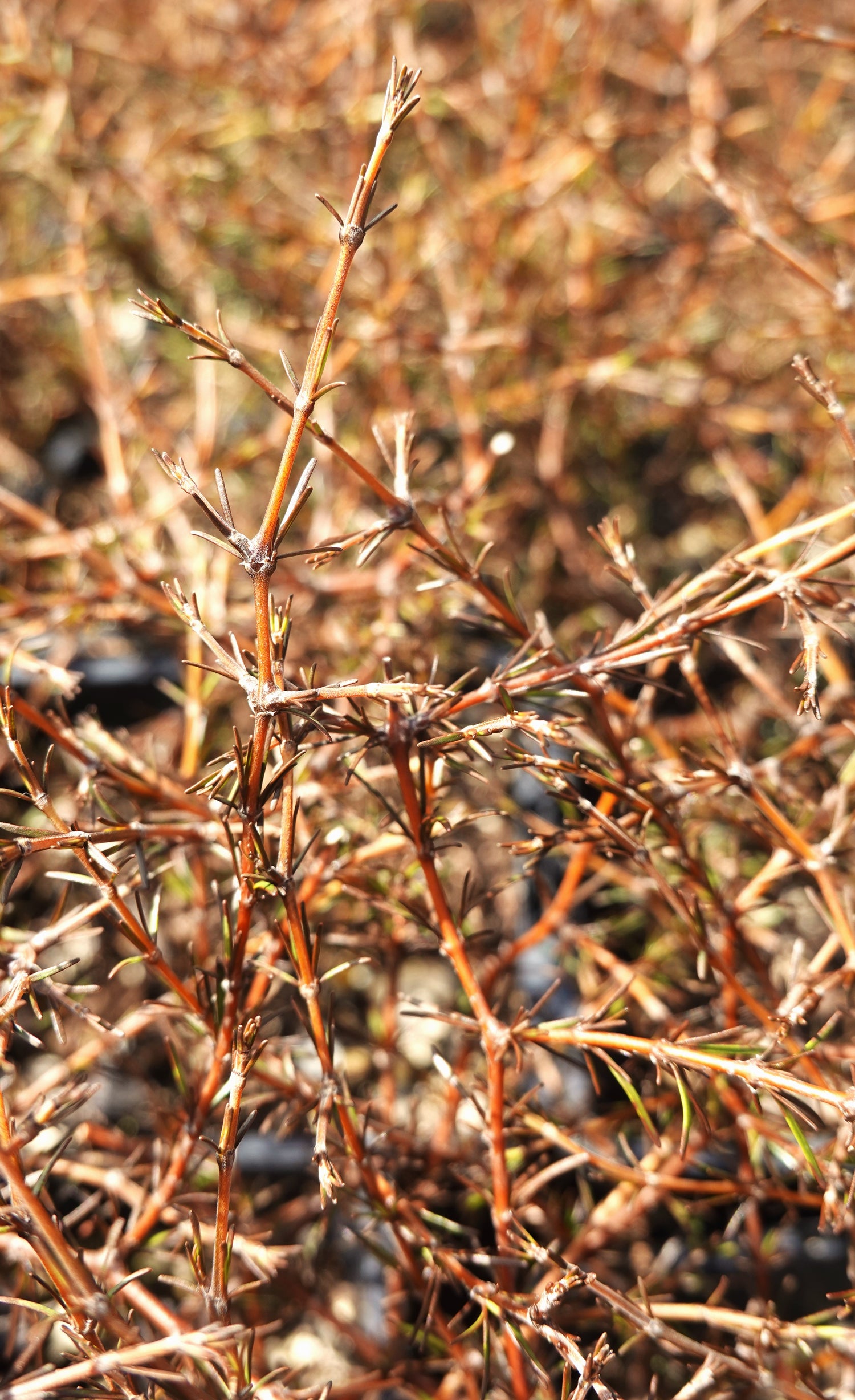 Coprosma Red Rocks