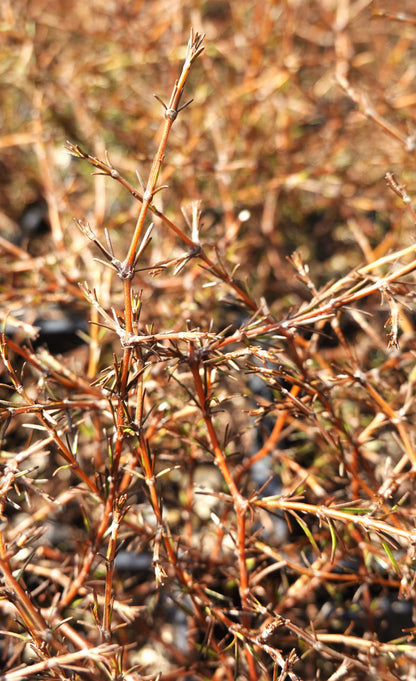 Coprosma Red Rocks