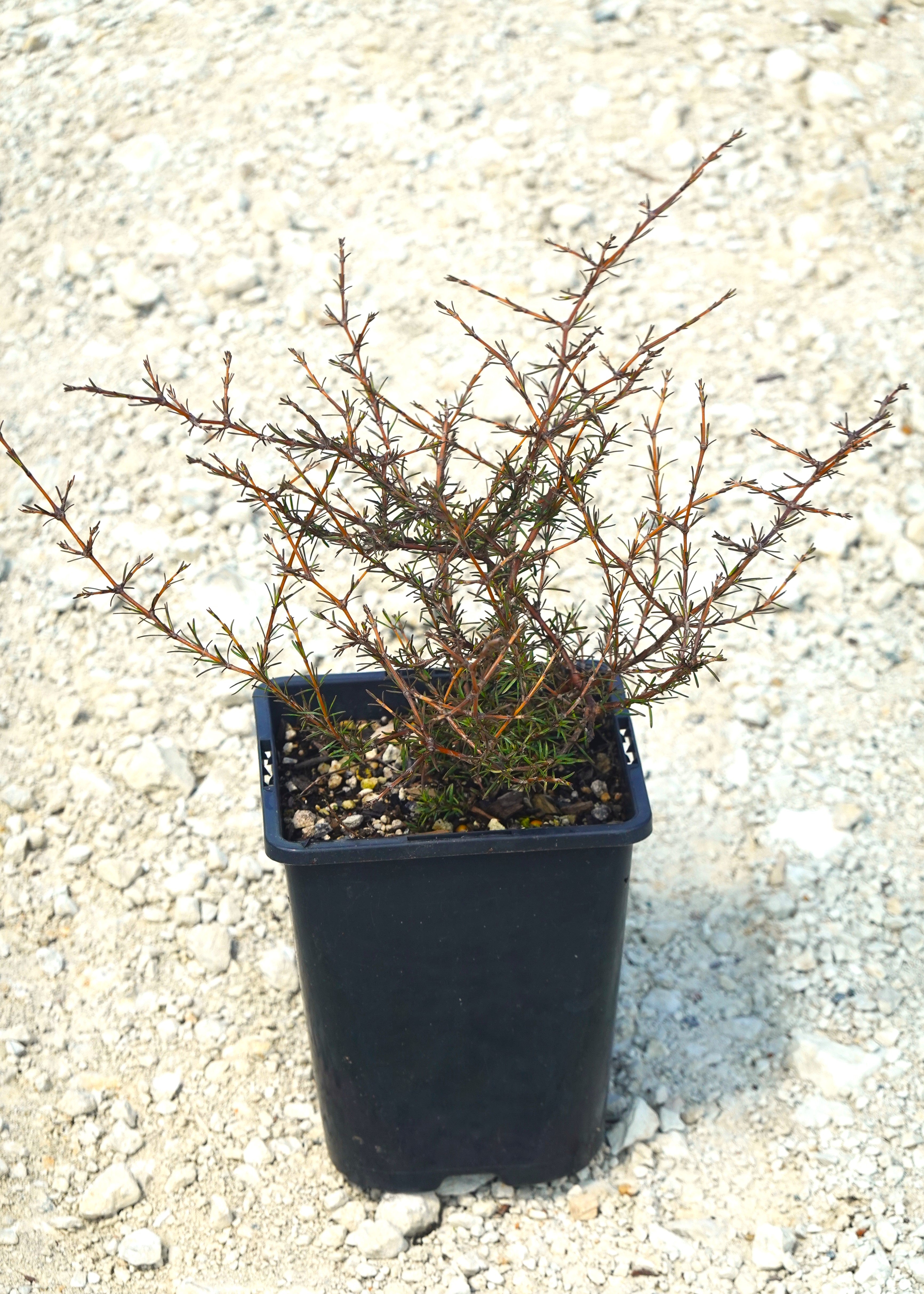 Coprosma Red Rocks