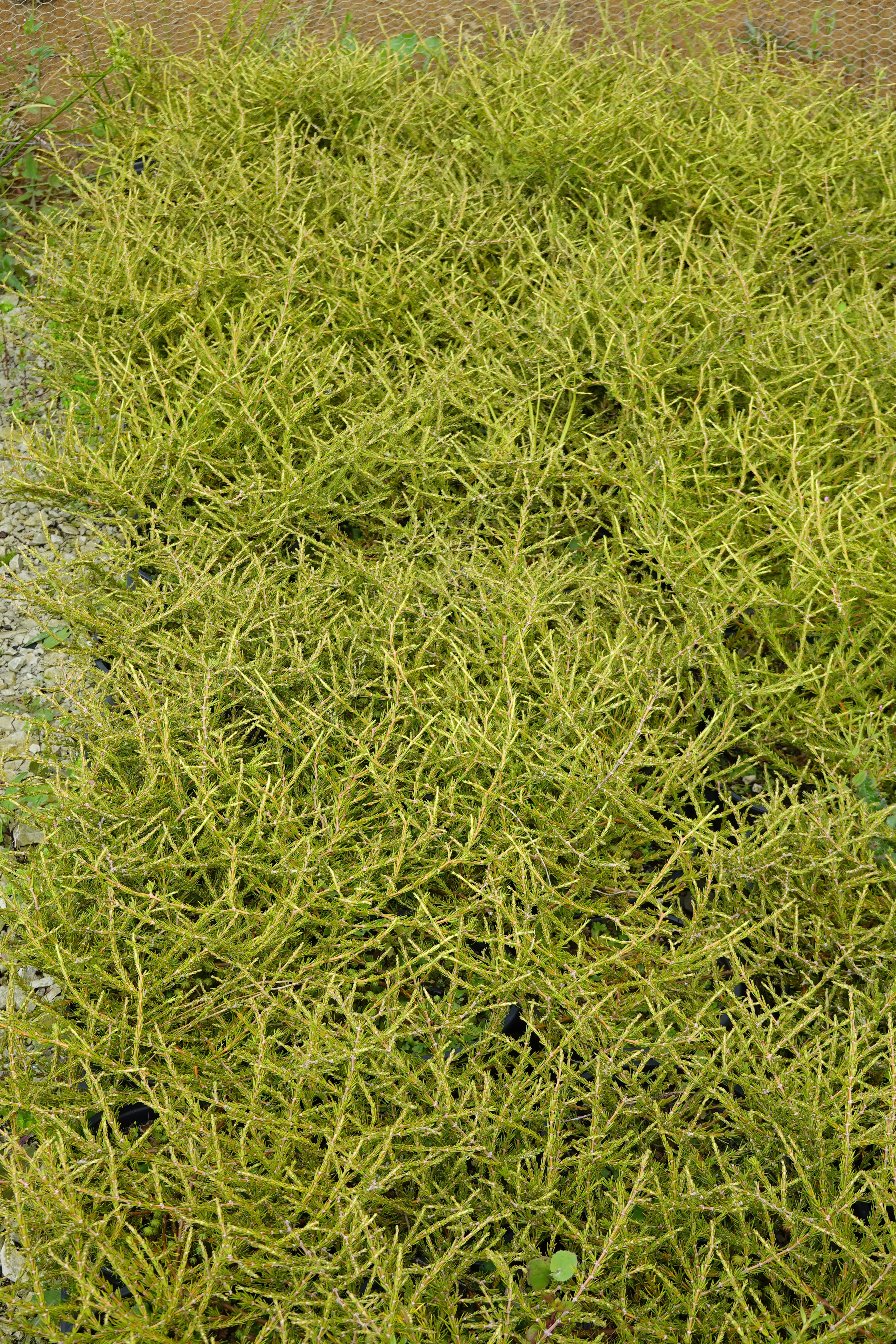 Coprosma acerosa, Hokianga Heads Sand Coprosma