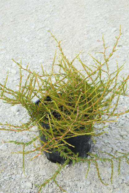 Coprosma acerosa, Hokianga Heads Sand Coprosma