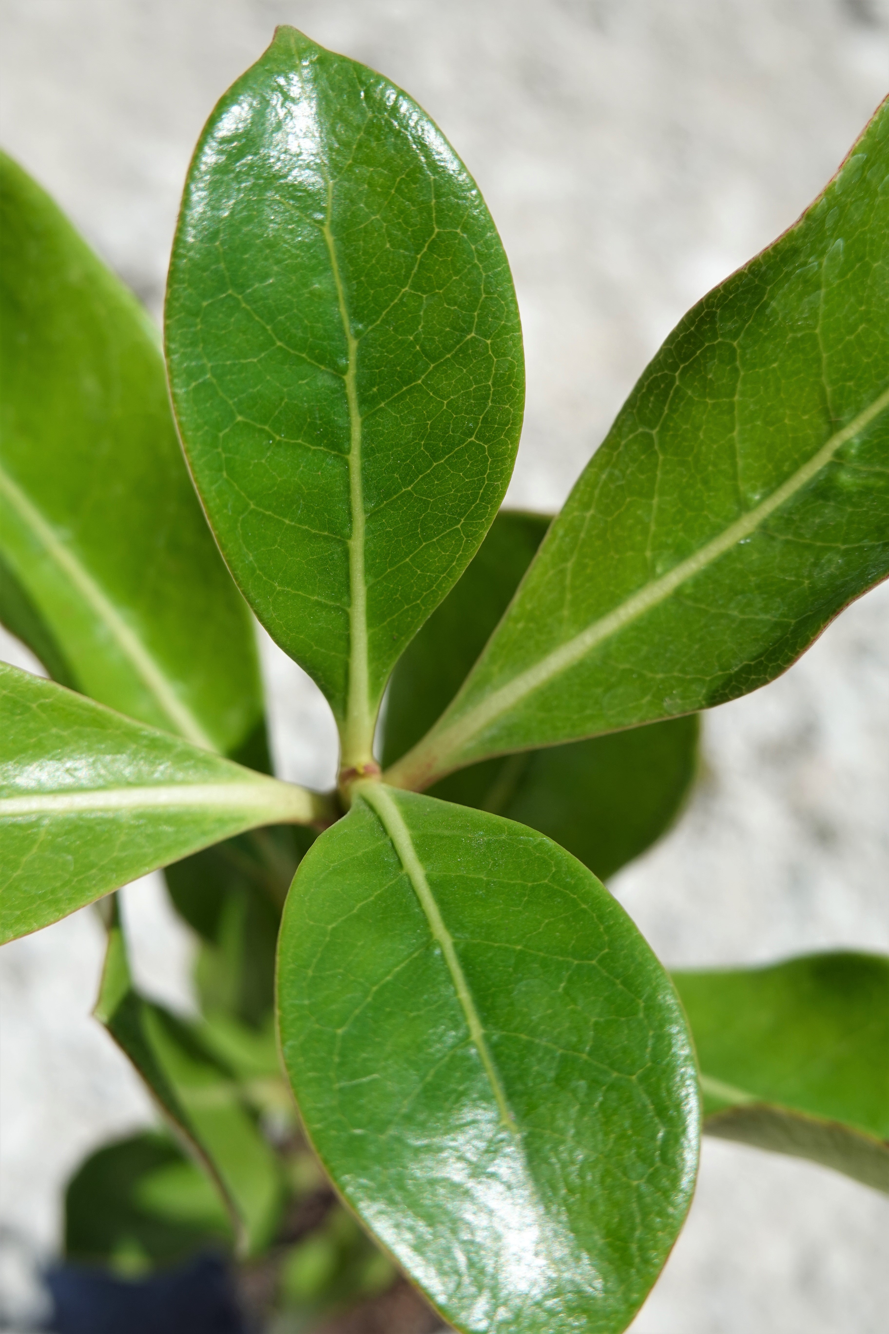 Shiny Karamū, Coprosma lucida