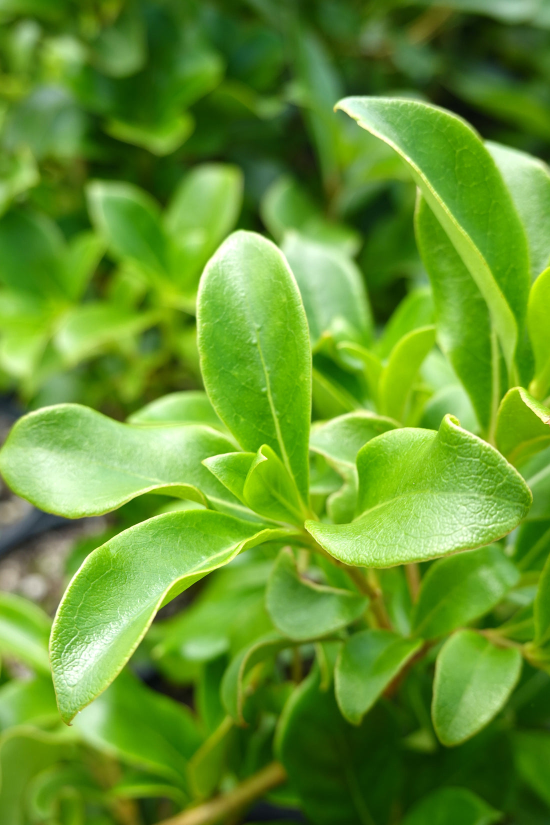 Shiny Karamū, Coprosma lucida